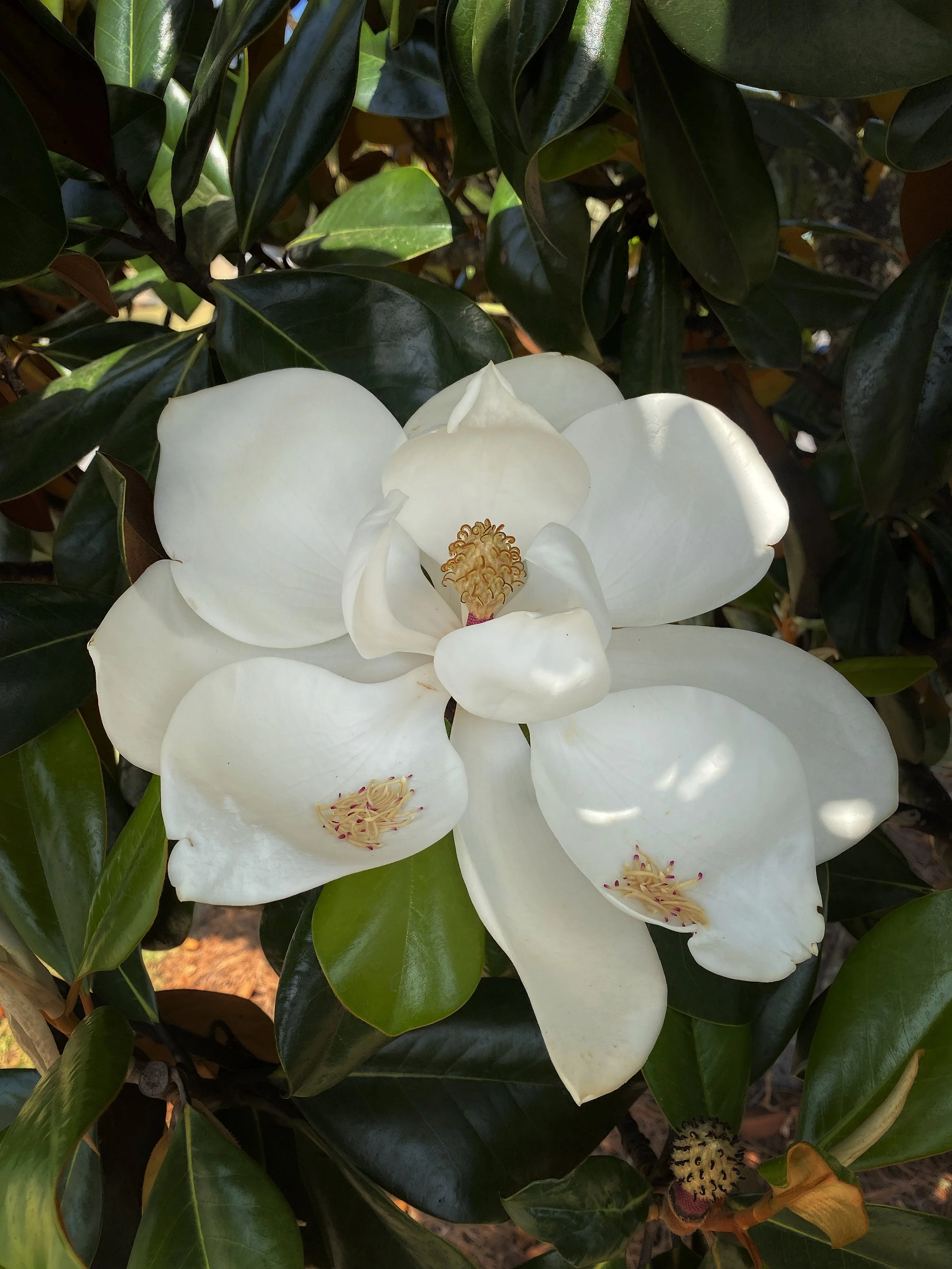 Closeup photograph of a large white Southern Magnolia flower blooming in Savannah Georgia.