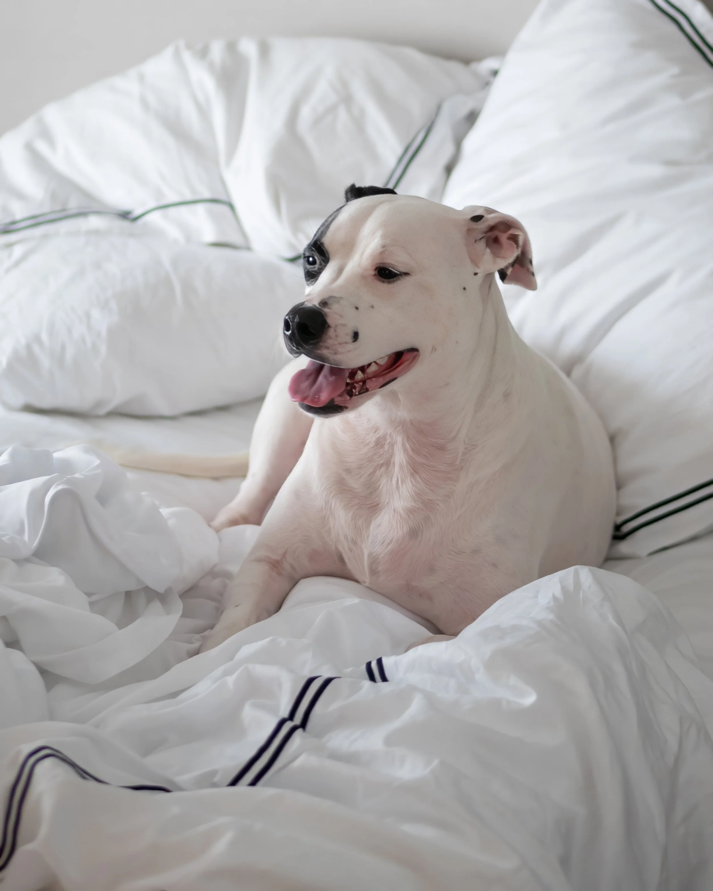 Sugar relaxes in her cozy bed inside a luxury suite at Kimpton Brice, a dog friendly boutique hotel in Savannah, Georgia.