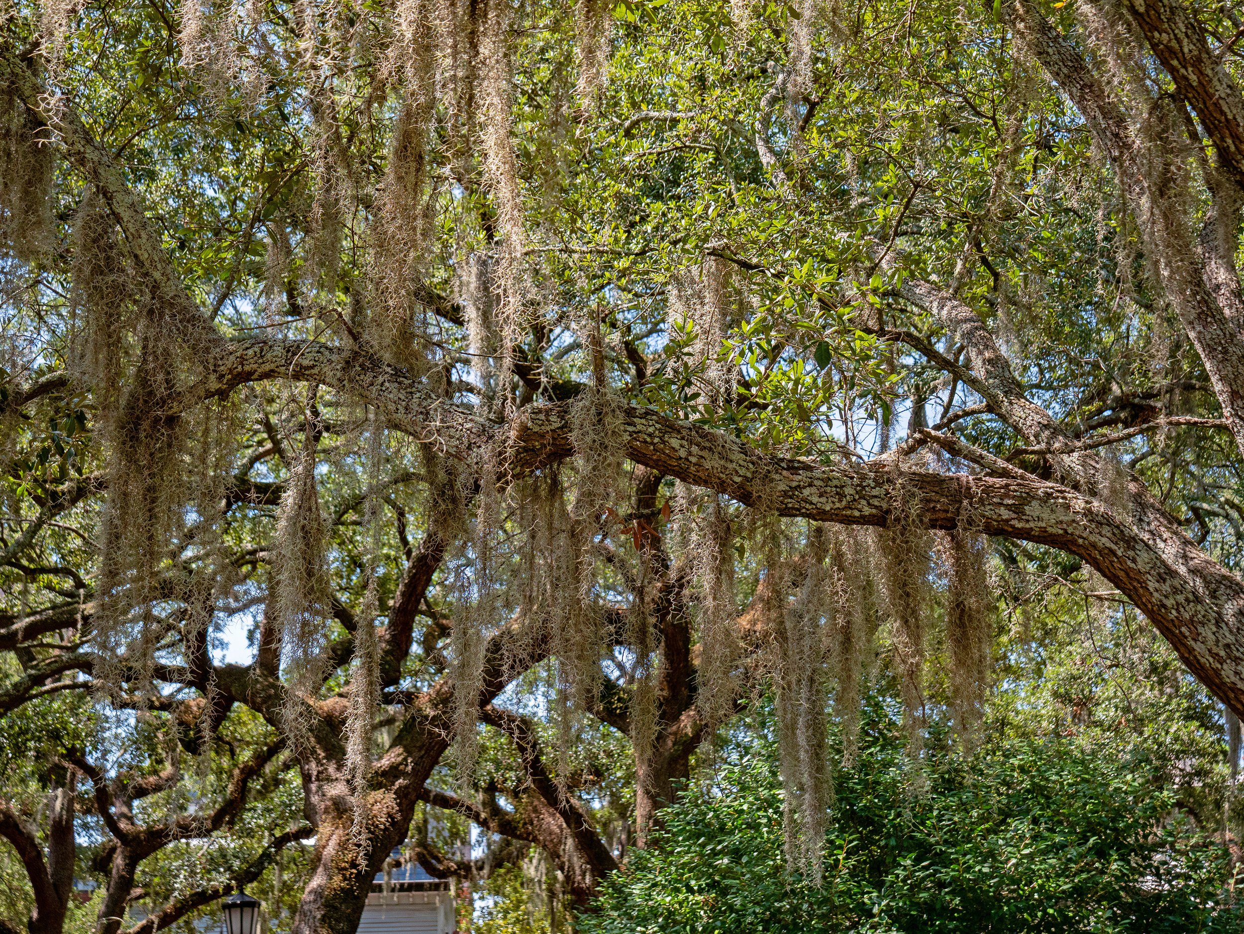 Long strands of Spanish moss hanging from spreading live oak branches in Chippewa Square.
