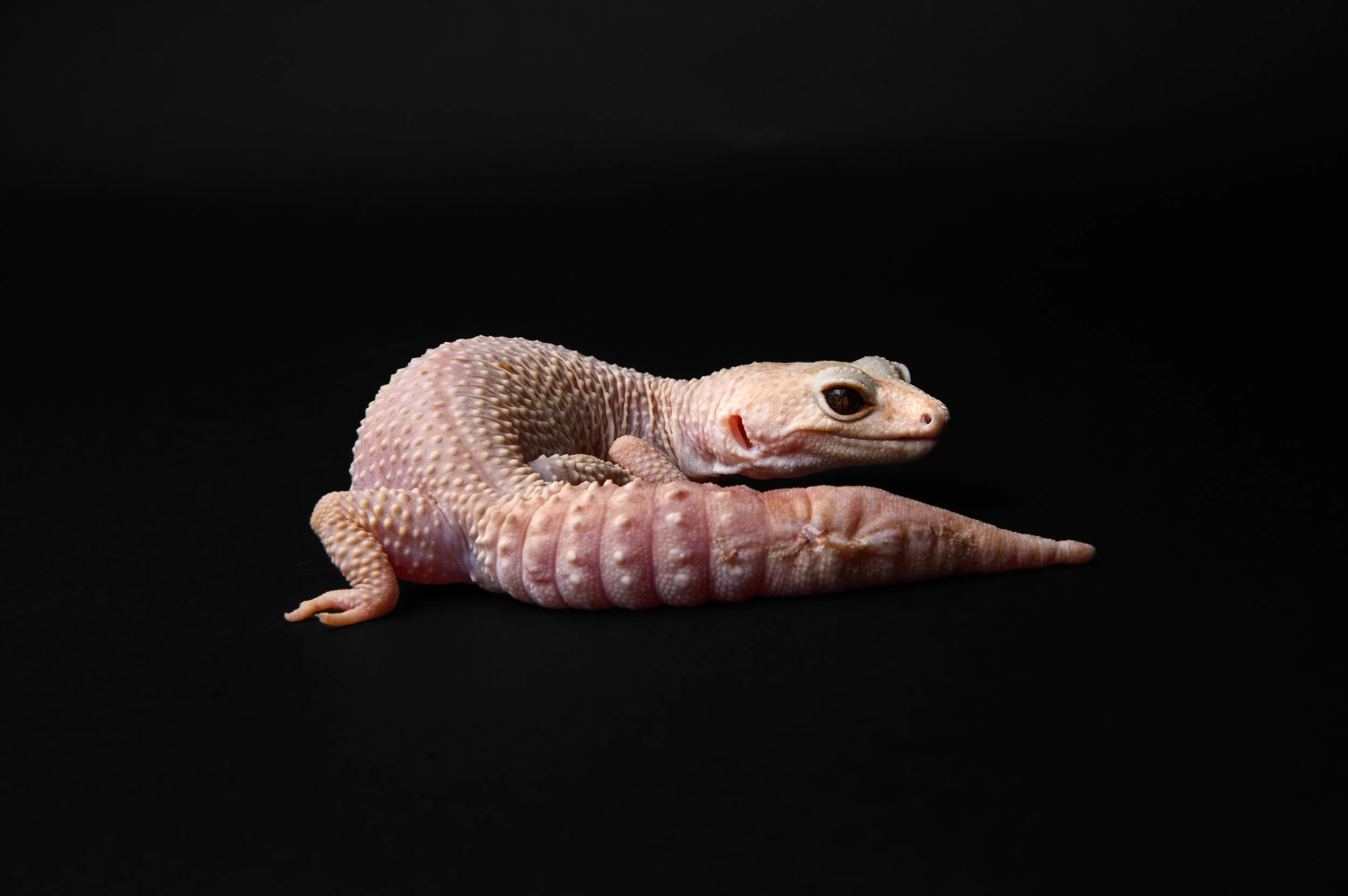 Leopard-gecko-pet-photography-1.jpg