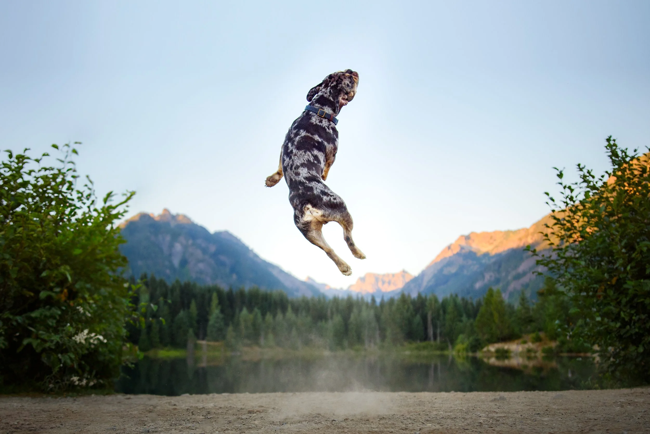 Adventure Minis Frenchie bulldog-1.jpg