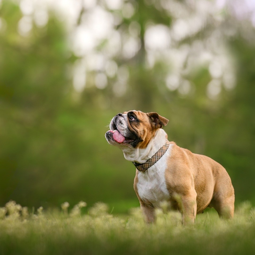 Do you know how to find the best pet photographer for you and your dog? 🤷&zwj;♀️

Between professional pet photographers and dog-friendly family photographers, there are a lot of options out there for you to choose from.

Here are a few tips to help