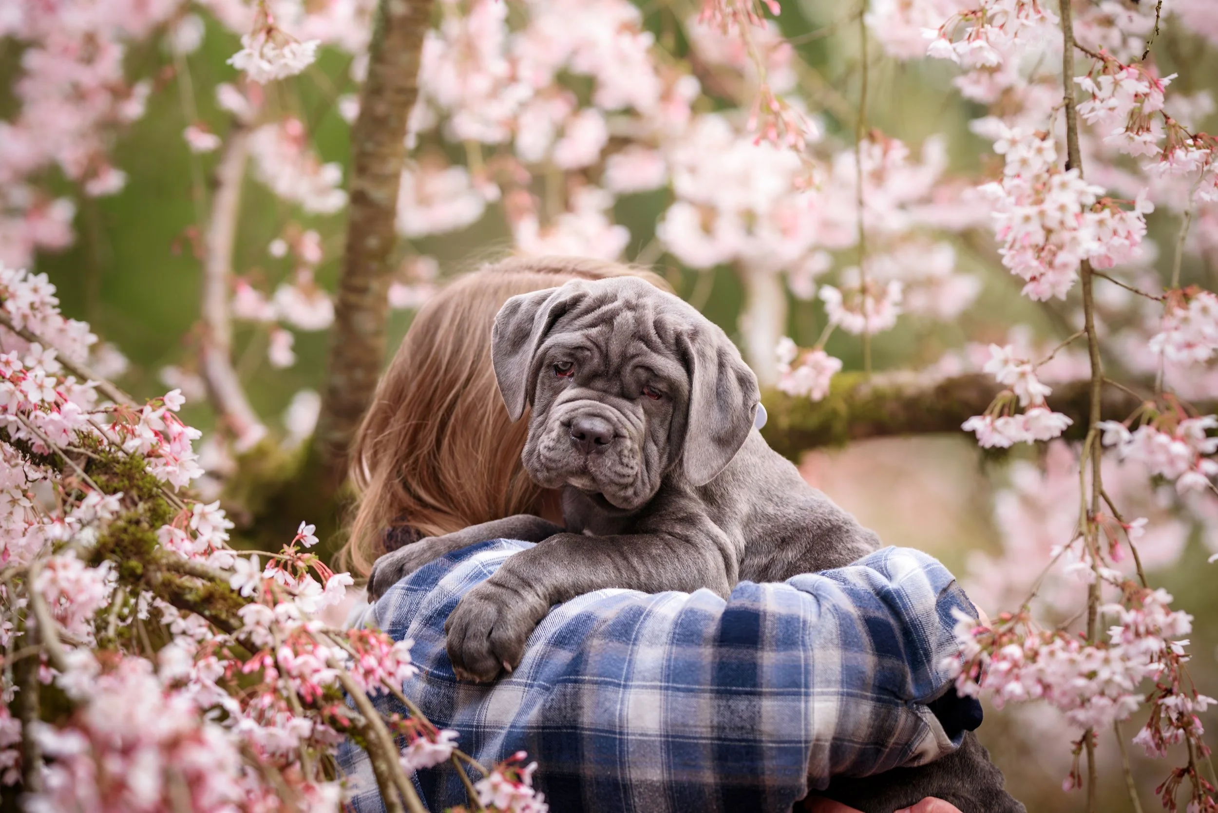 Cherry_blossom_dog_photos_Seattle-3.jpg
