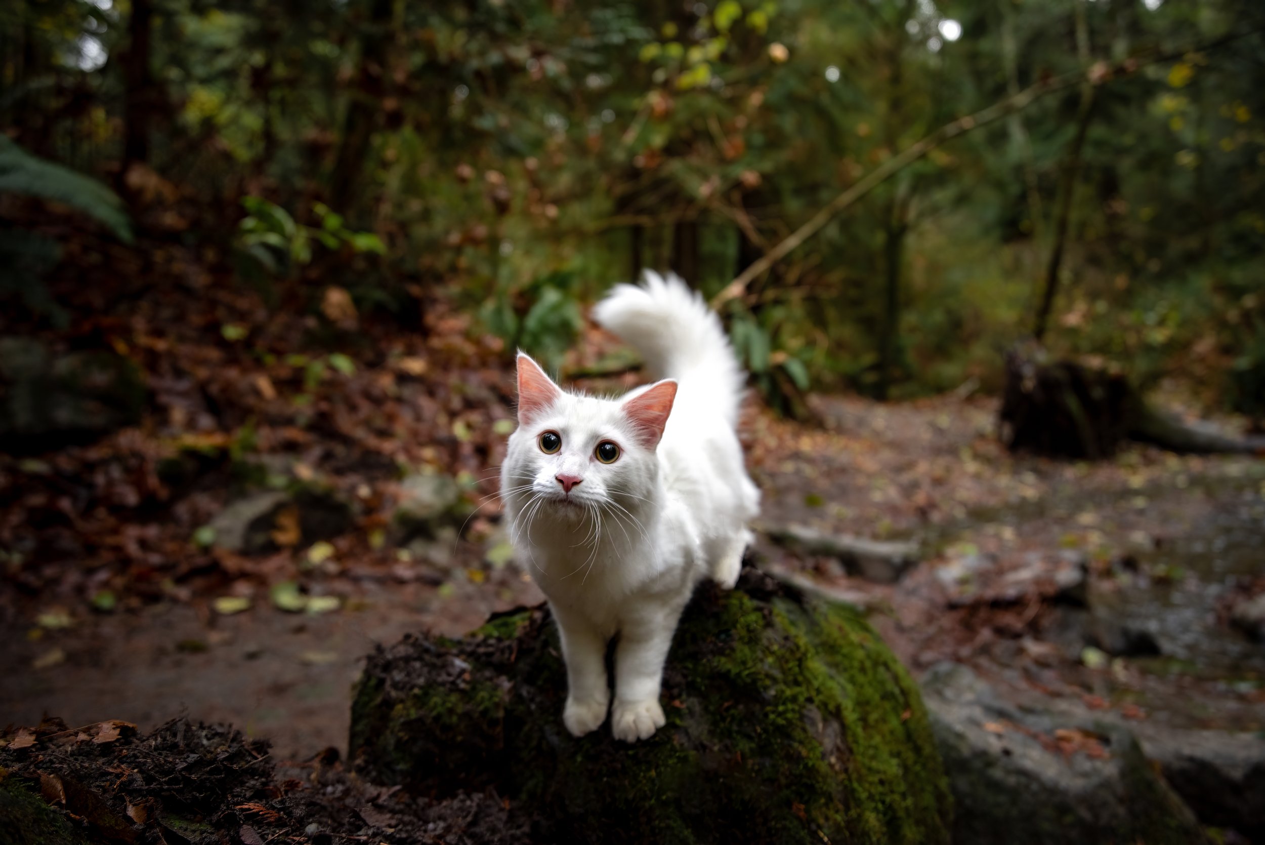 White cat standing on a stump in the forest in Seattle, looking up at the pet photographer