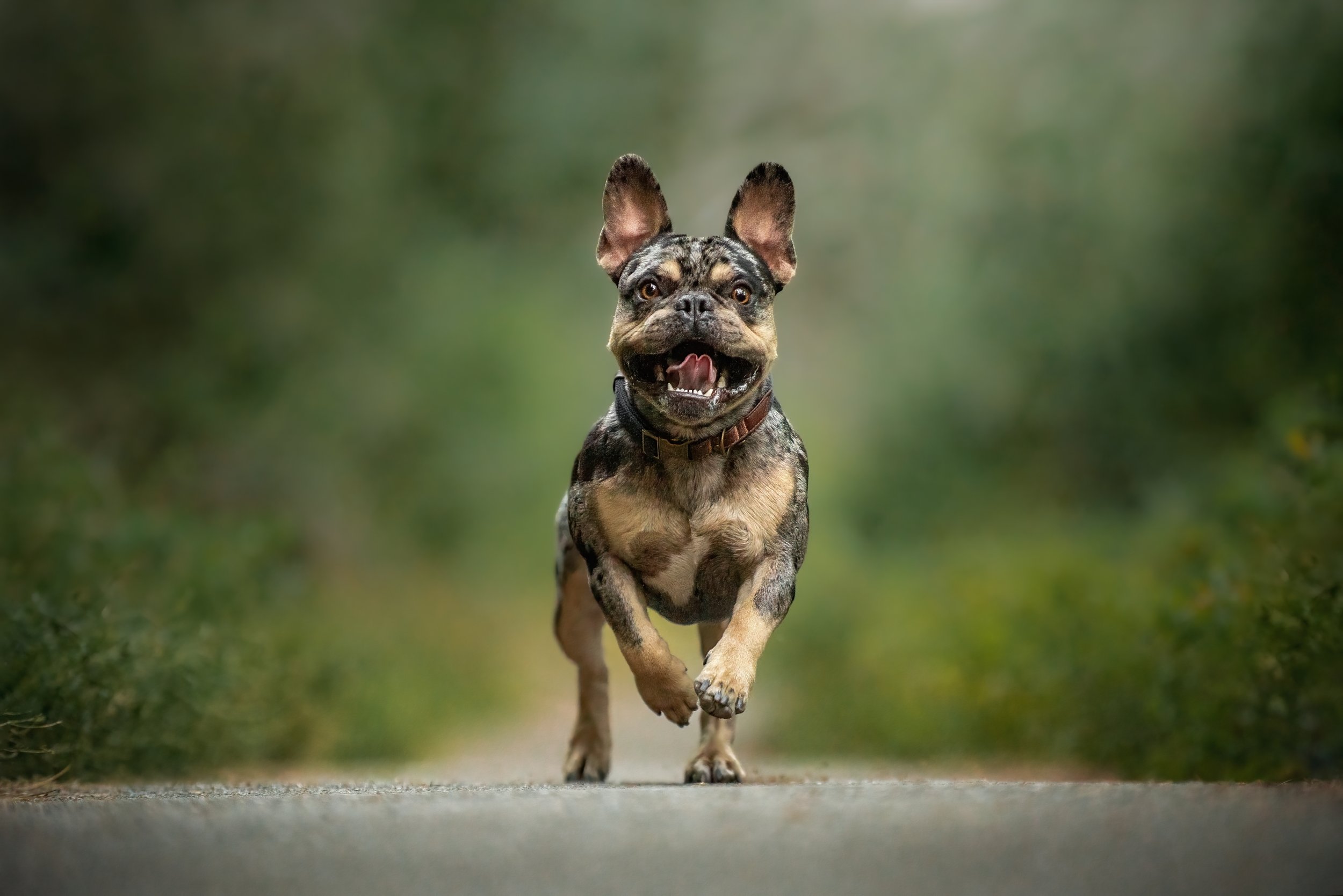 Action portrait of blue merle frenchie or french bulldog running towards the viewer in Snoqualmie Pass forest