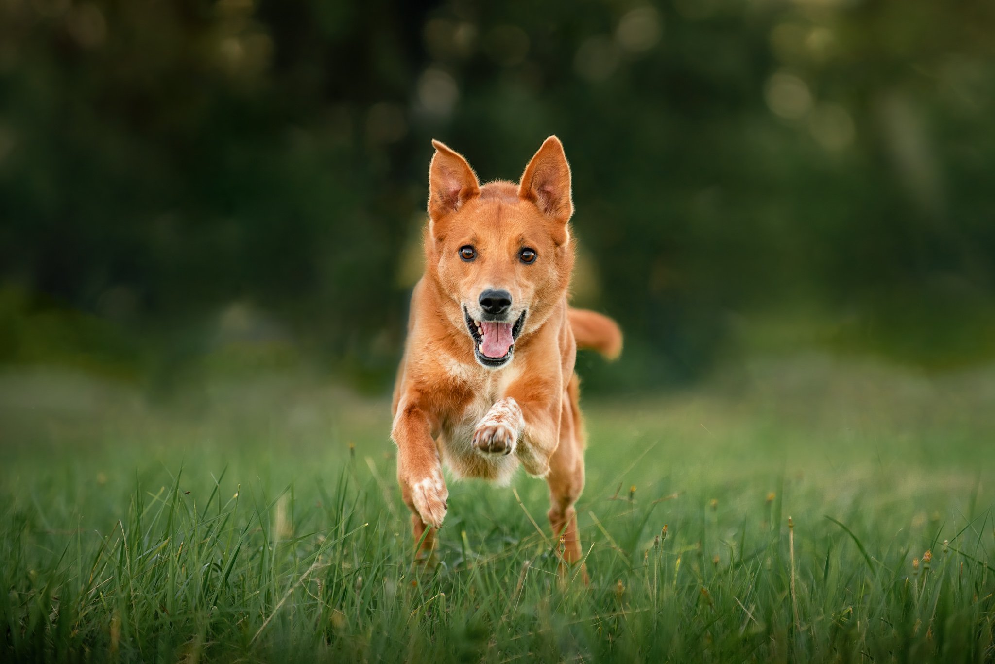 Action dog photo of a tan dog running towards the viewer in Eatonville
