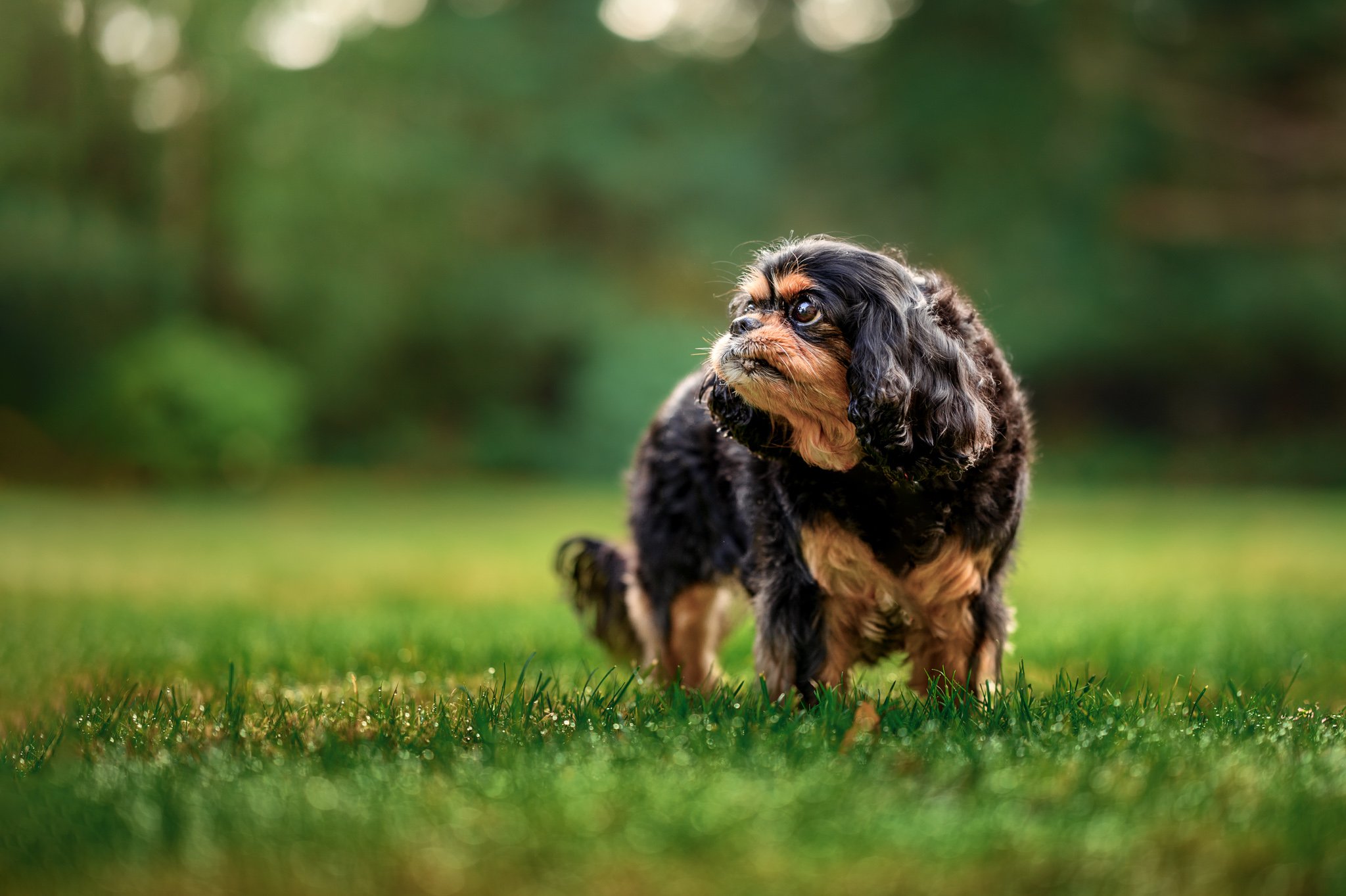 Cavalier_King_Charles_Spaniels_Black_Diamond_Photographer-2.jpg