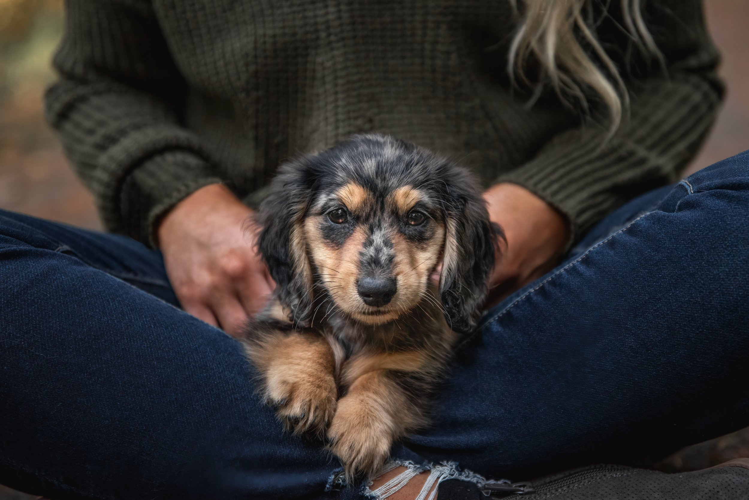 Close up dog portrait of a dachshund puppy sitting in a woman's lap and only arms and legs of the woman are shown