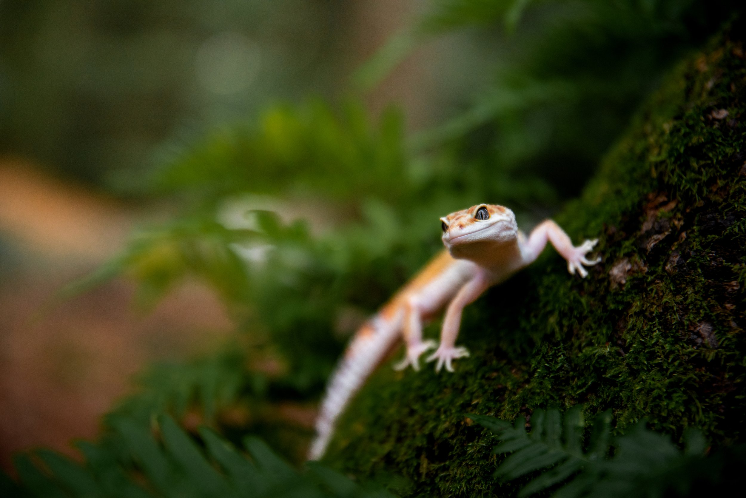 Pet portrait of a leopard gecko standing majestically on a mossy tree in Lacey Washington