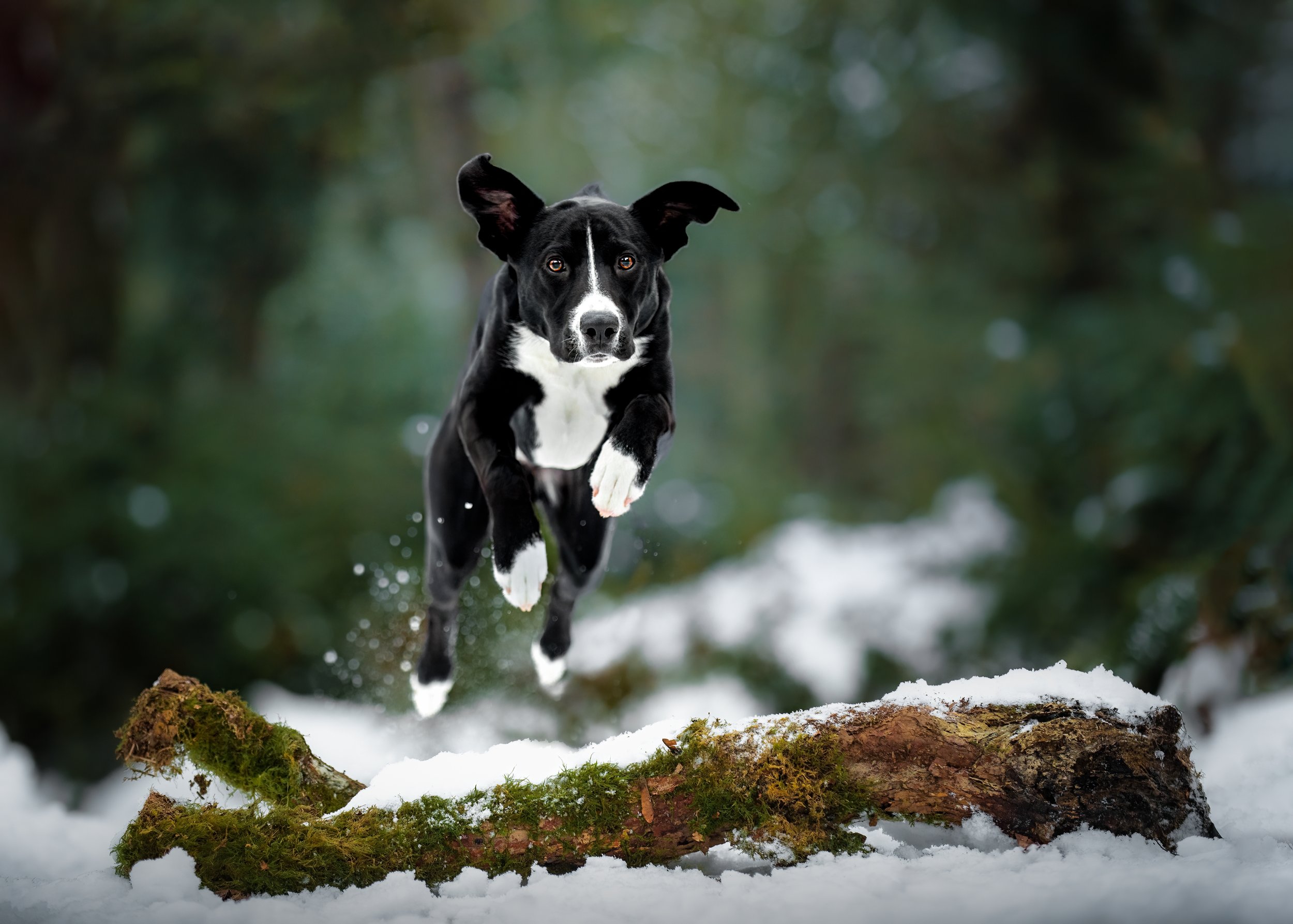 Action dog portrait of black and white dog jumping over a log in the snowy forest in Tacoma