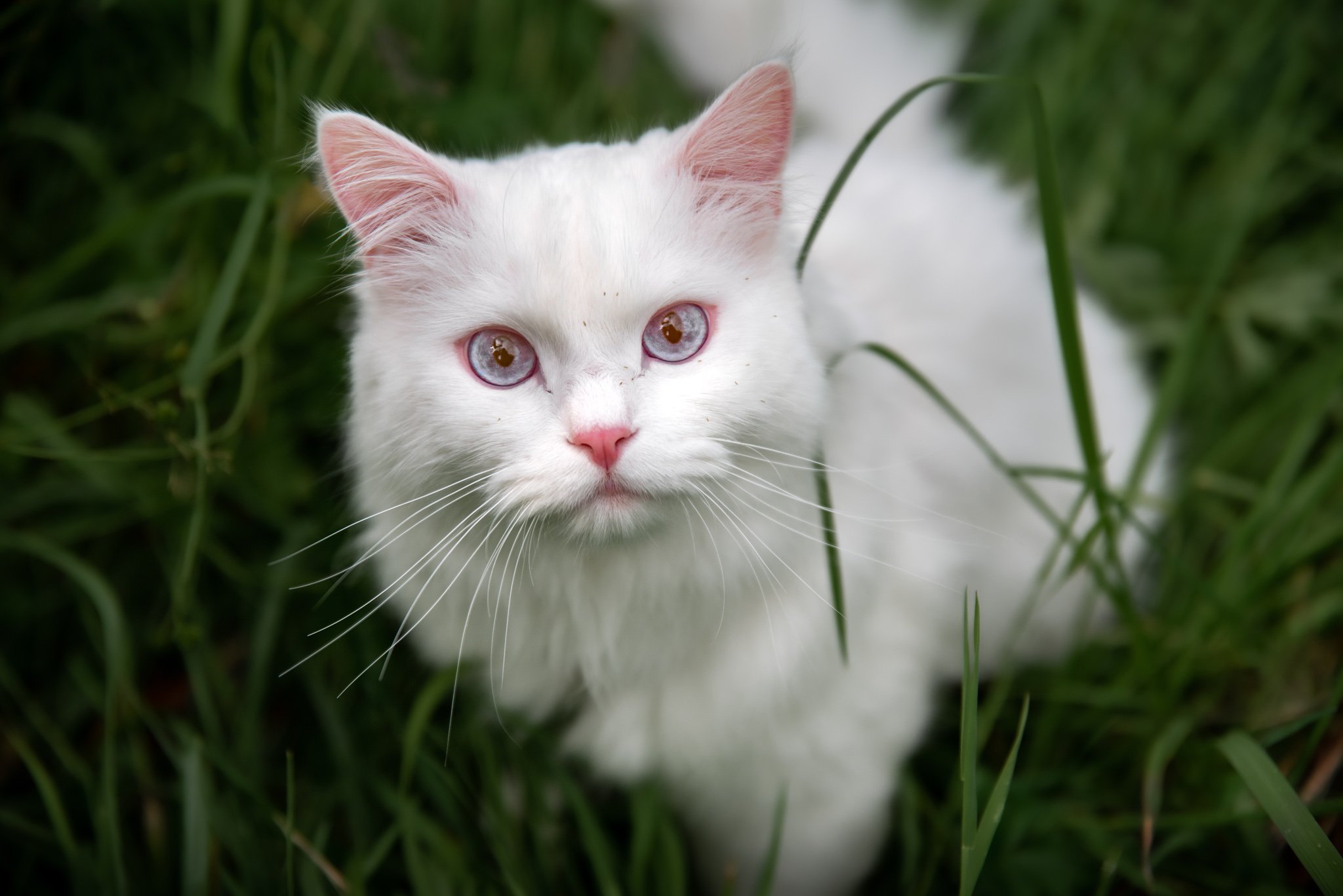 Cat portrait of white albino cat looking up towards the viewer at Flaming Geyser State Park Auburn