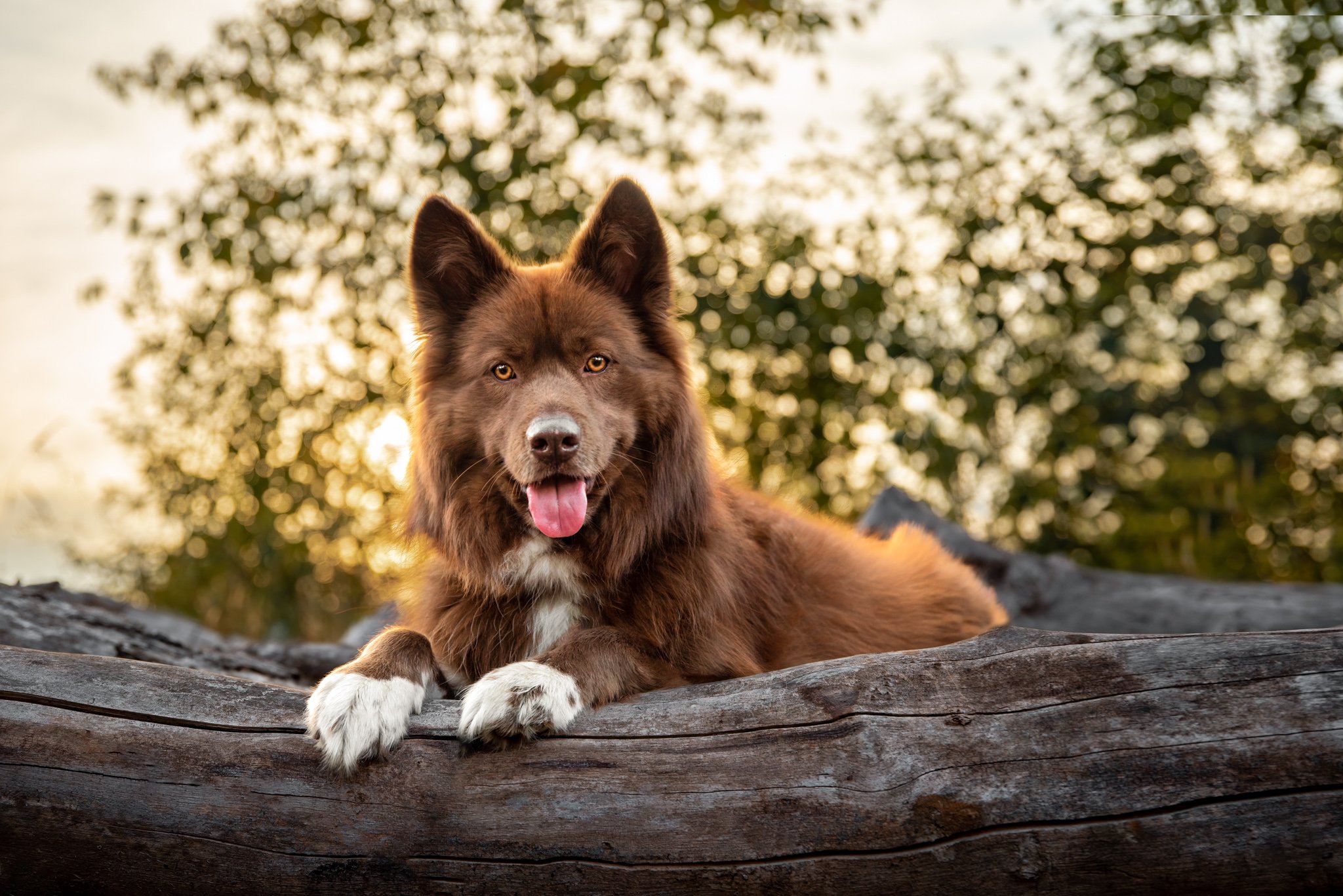 Brown and white husky mix dog laying on top of a log with summer sun behind him, in Graham Washington