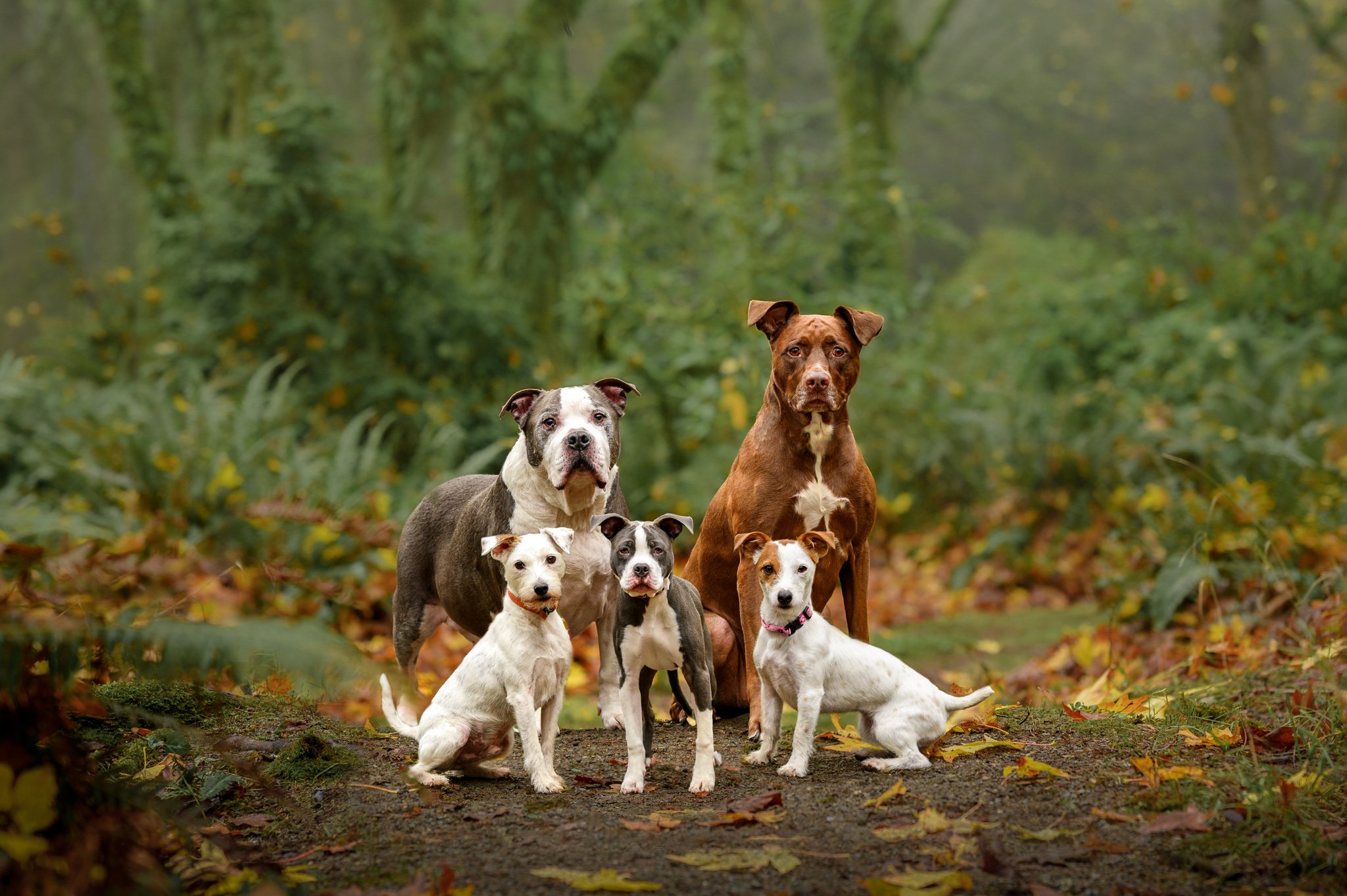 five_dogs_photographed_safely_on_leash-1.jpg