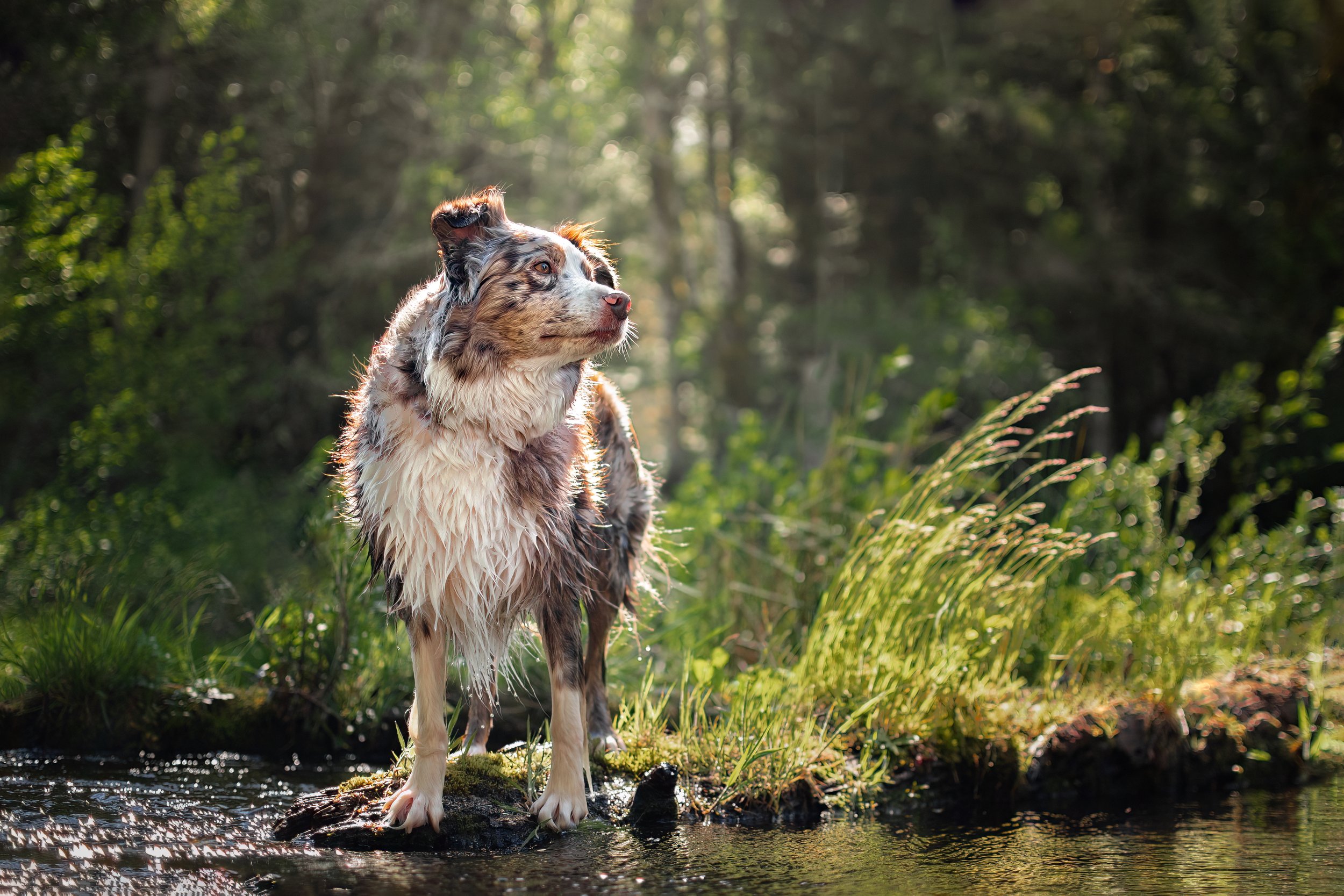 Dog portrait of an australian shepherd standing on a log in the river, sun behind him, in Shelton Washington