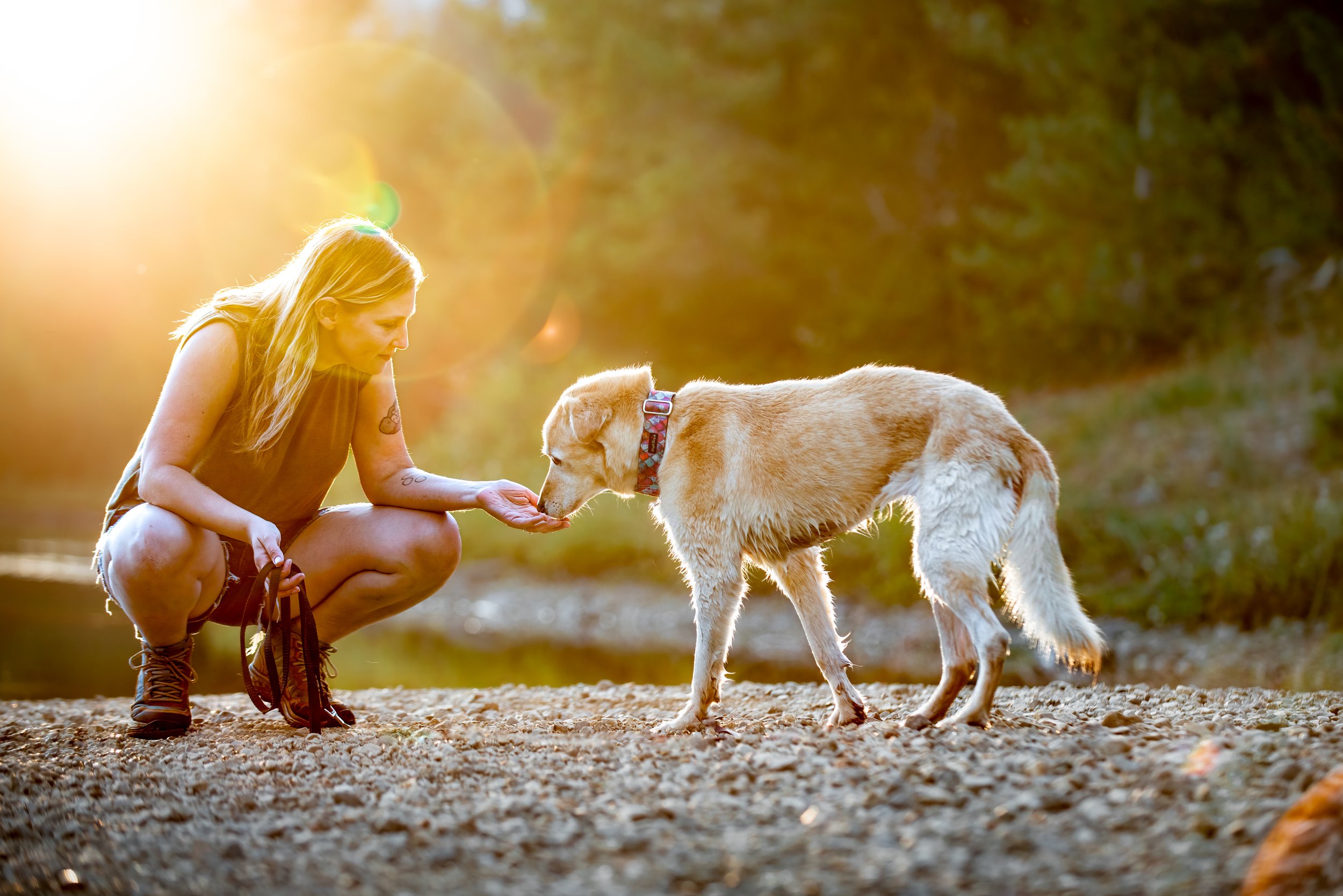 Candid photo of dog mom feeding her senior dog a treat while the sun shines on them from behind, in Snoqualmie