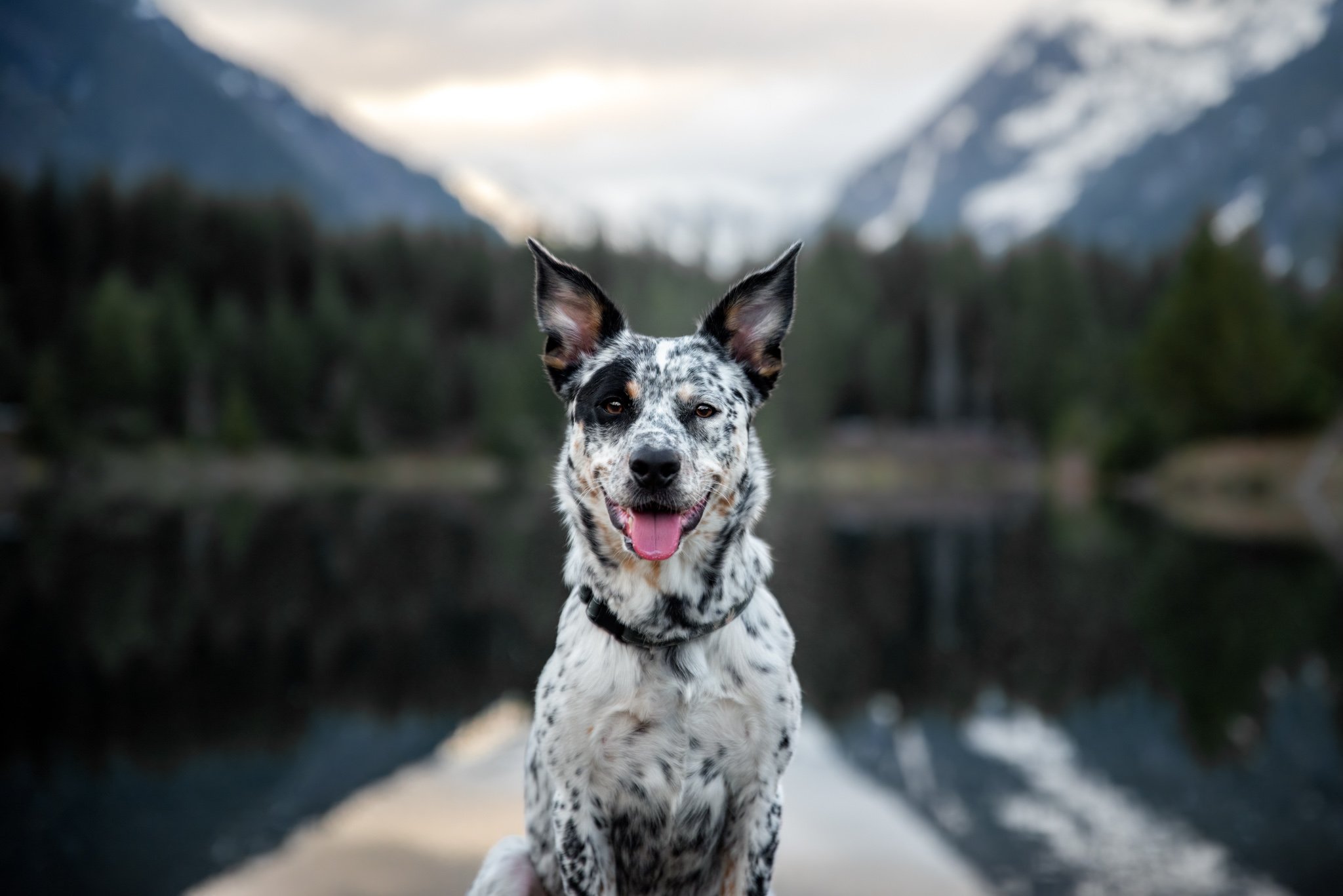 Austrailian cattle dog in front of stunning mountain landscape