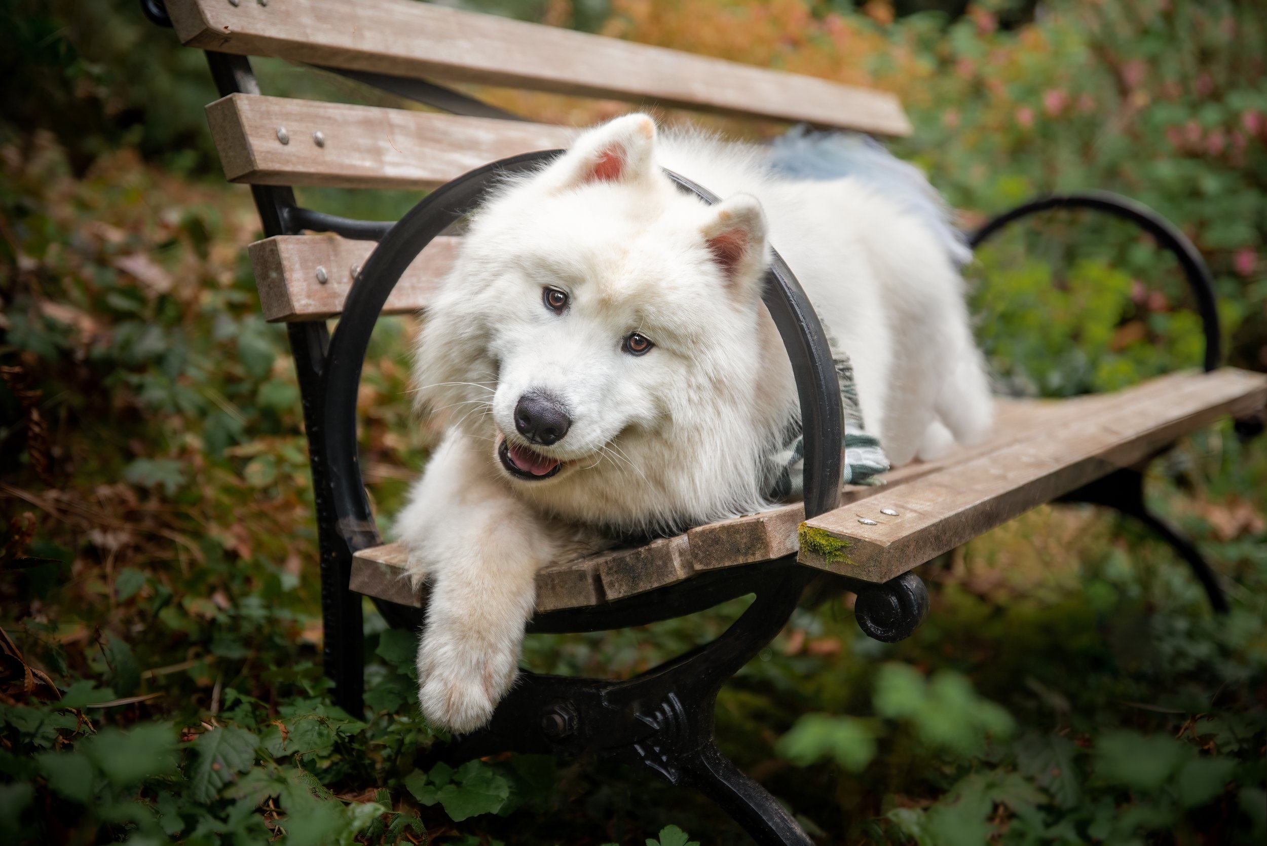 Smiling white samoyed dog laying on a park bench with head poking through round armrest, in Seattle Washington Park Arboretum