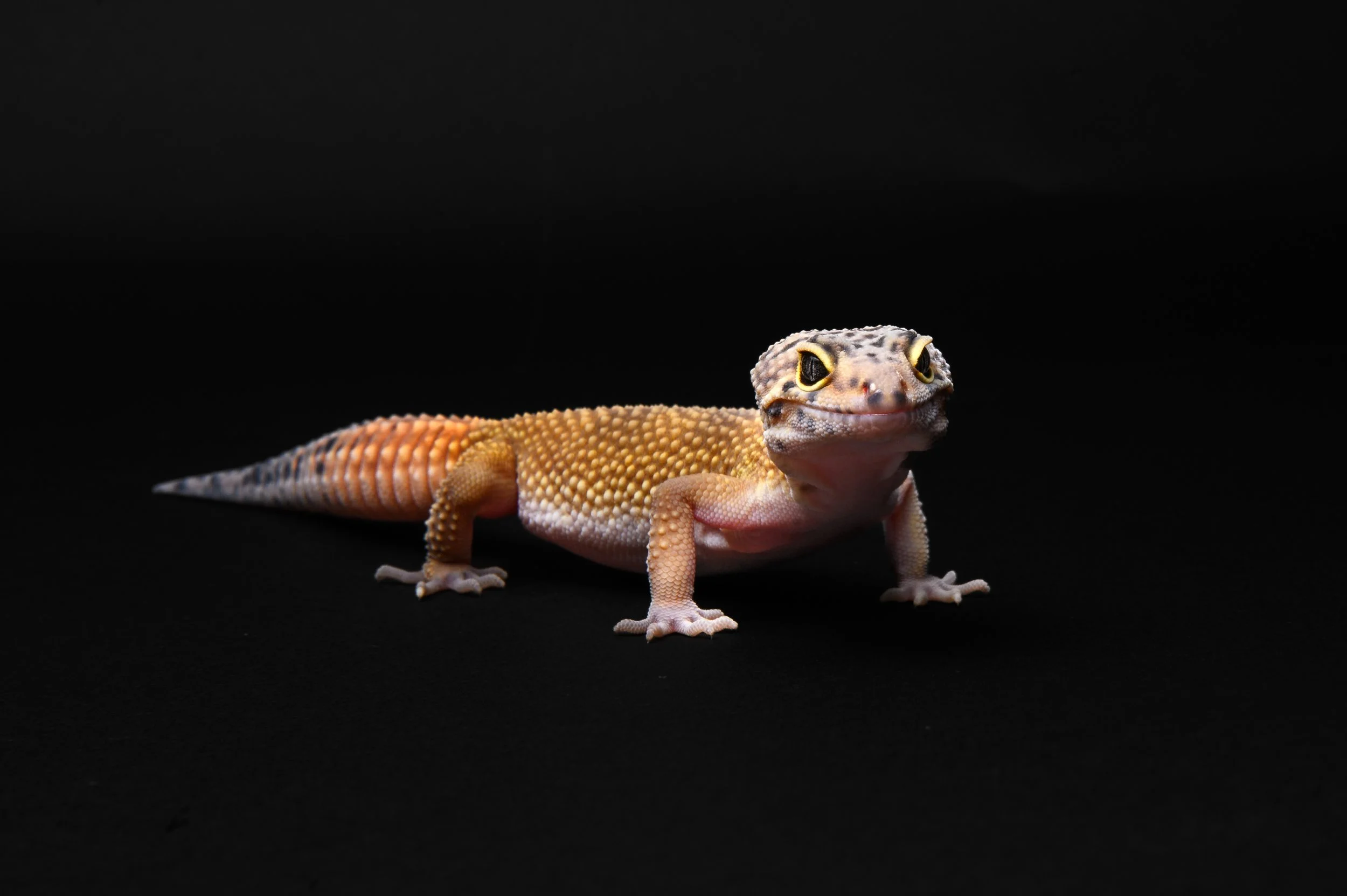 Leopard-gecko-pet-photography-2.jpg