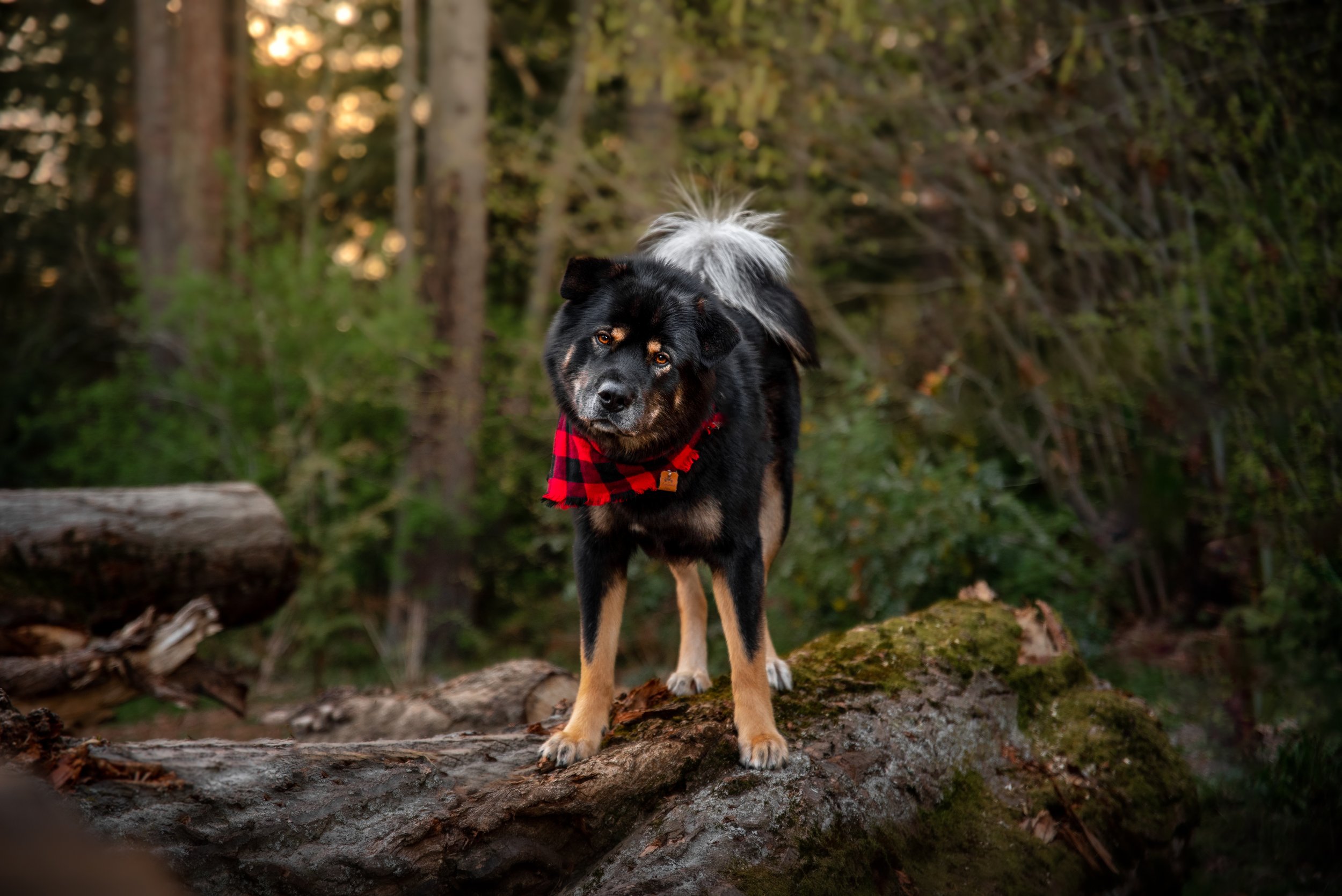 Black and tan malamute mix standing on a pile of logs in a fall setting in Kirkland Washington - Dog photographer