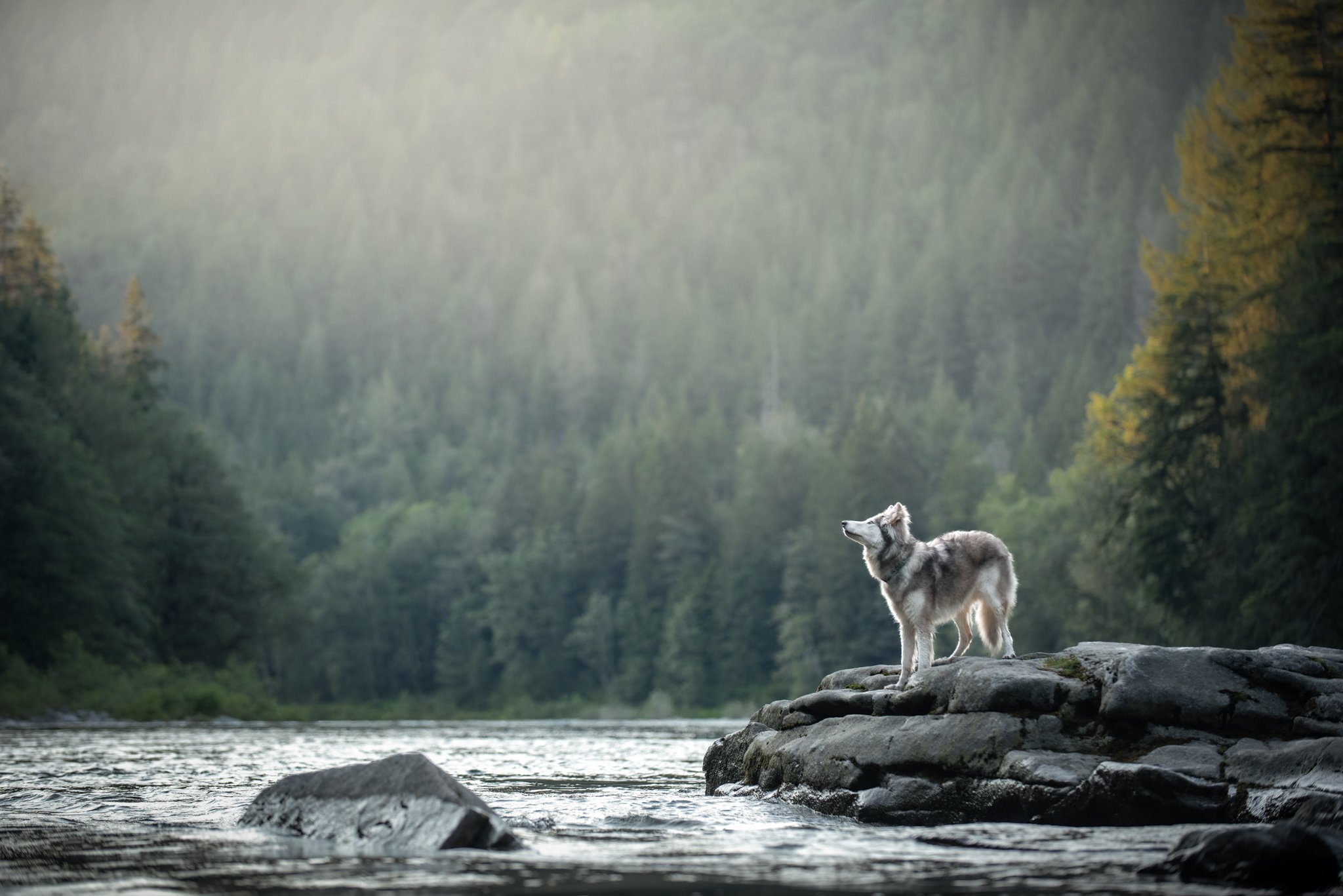 Stunning dog portrait of a wolf hybrid looking up towards the sky with a river in front of them in Eagle Falls Washington
