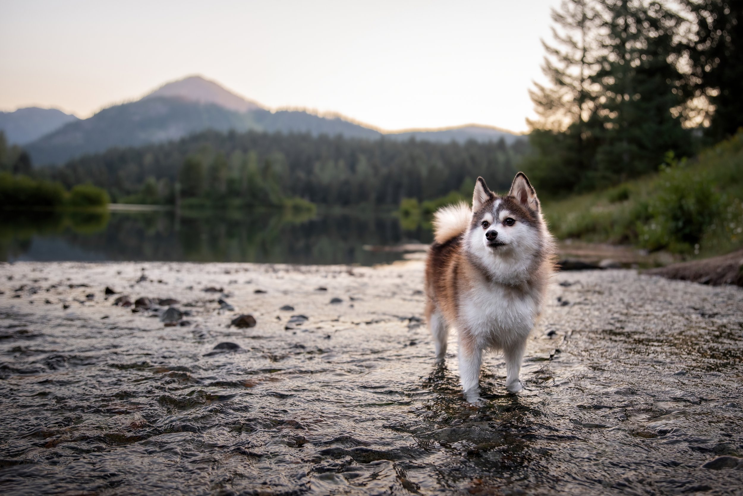 Dog portrait of a pomsky standing in a river looking off to the right, with gorgeous forest and mountain behind in Snoqualmie Pass Washington