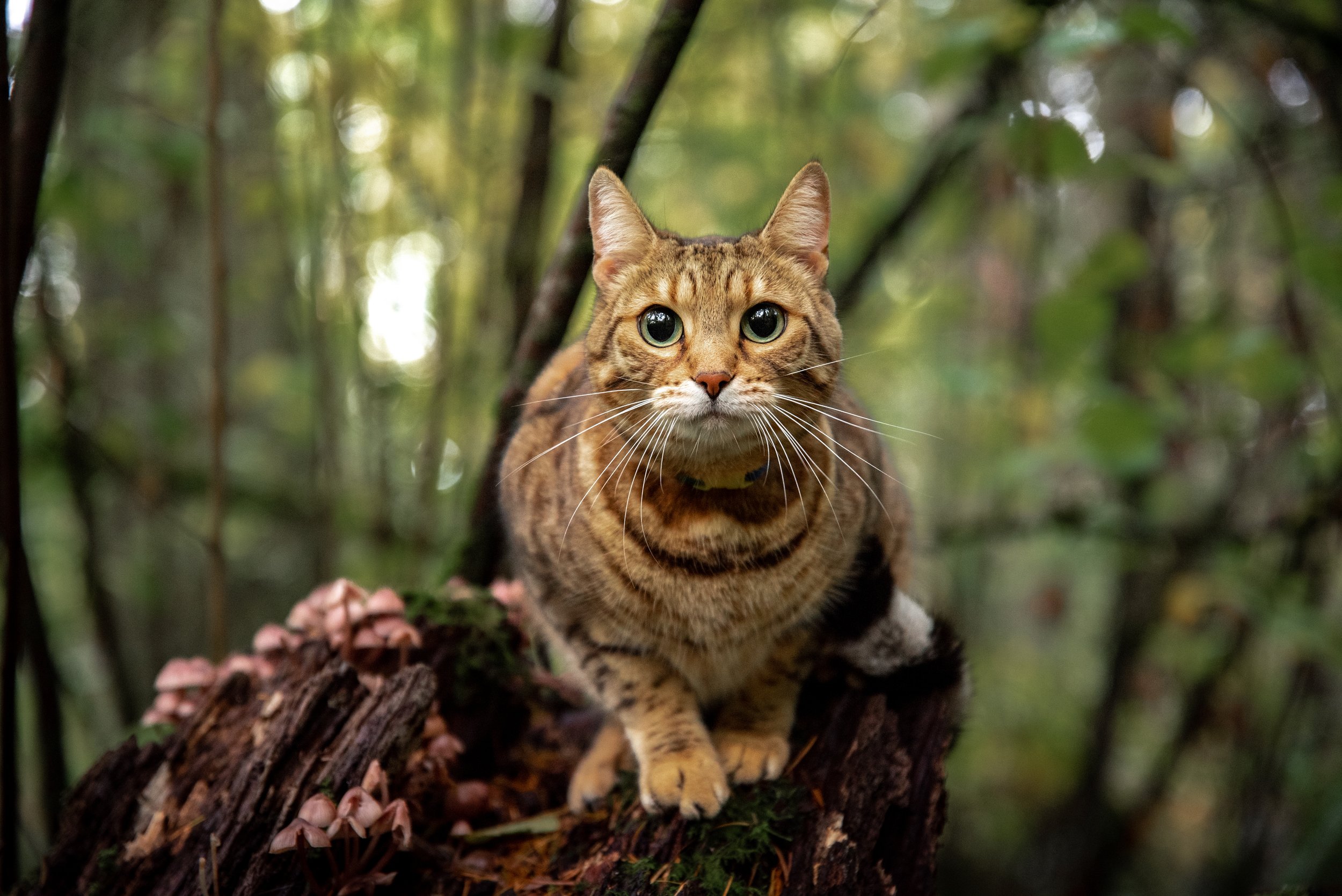 Portrait of a cat almost laying on top of a stump with small mushrooms growing on it, looking directly at the viewer, in Tacoma Washington