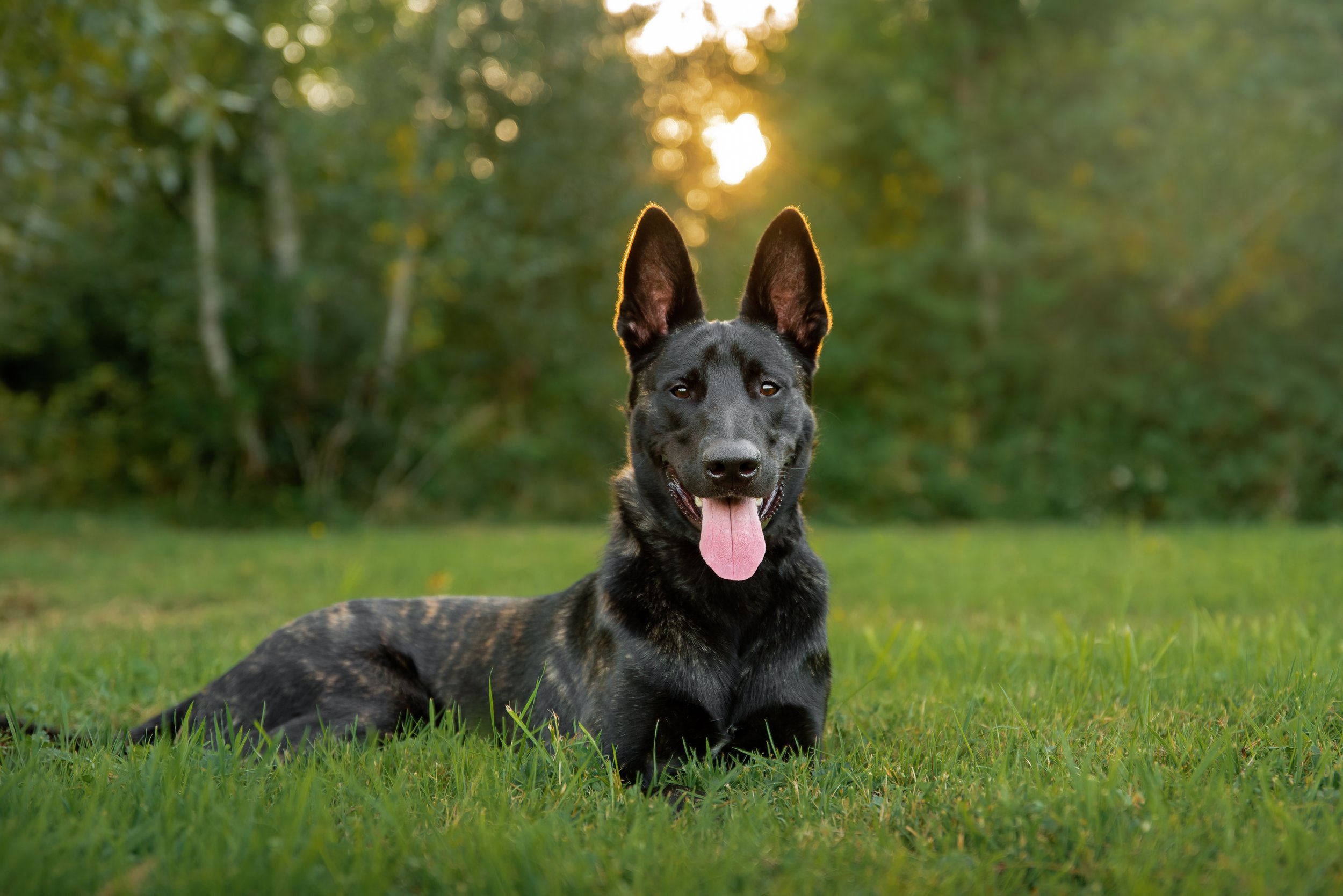 Black malinois dog laying in a field smiling at the dog photographer in Seattle