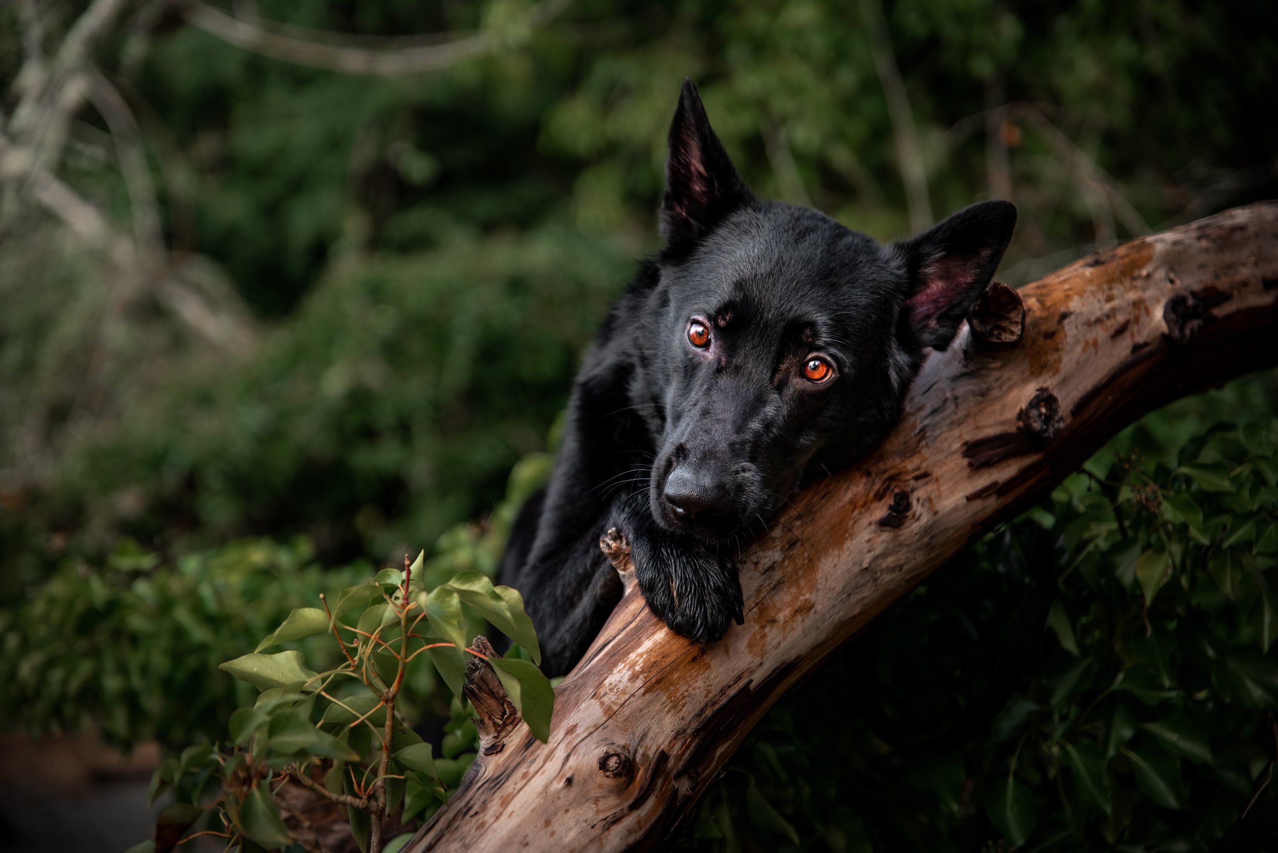 Black German Shepherd with front paws up and laying on a log in Olympia Priest Point Park