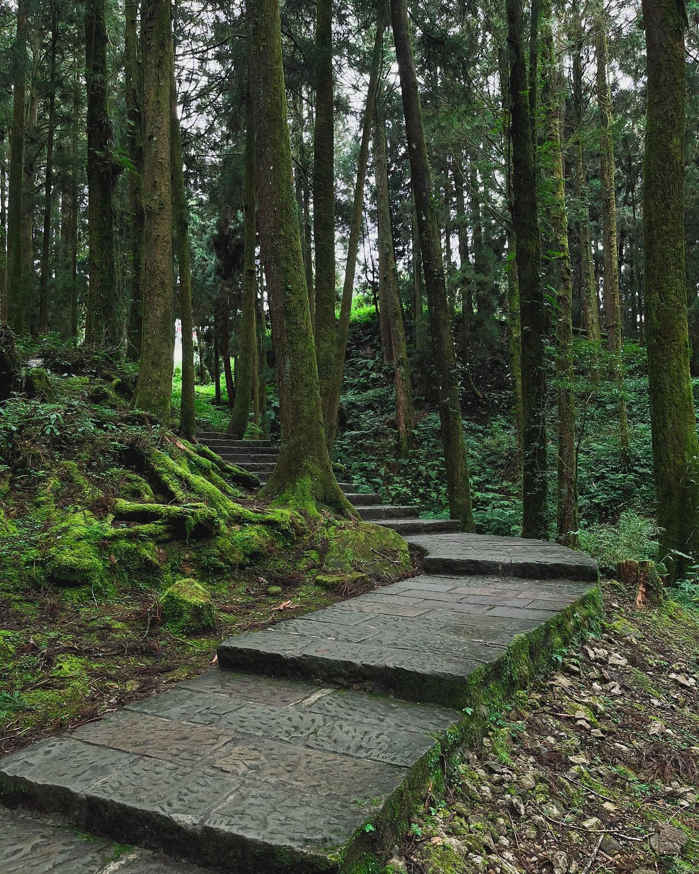 where will this mossy path lead you? #alishanforest #taiwan #intothewoods