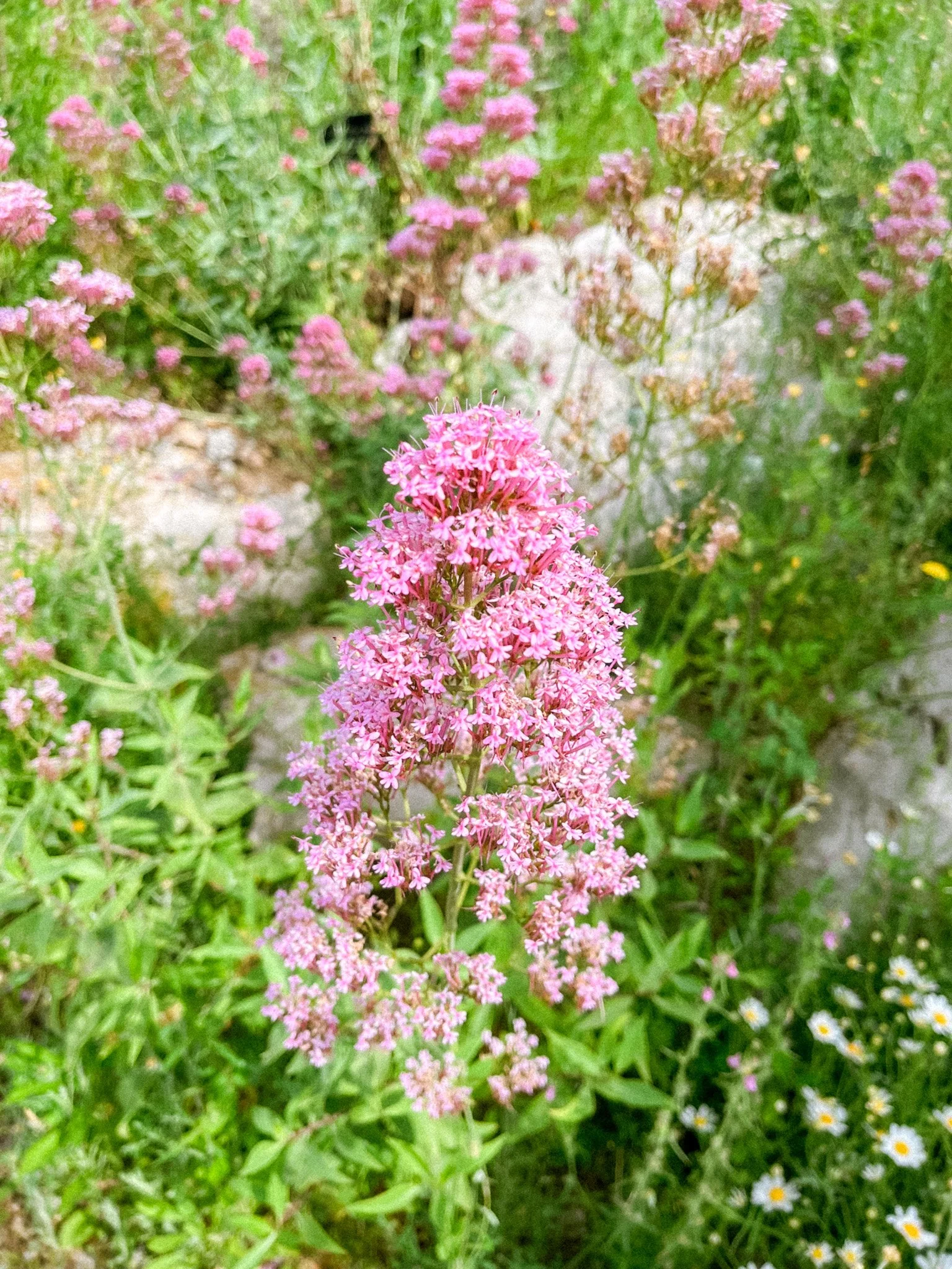 Jardí Botànic de Barcelona - flower.jpg