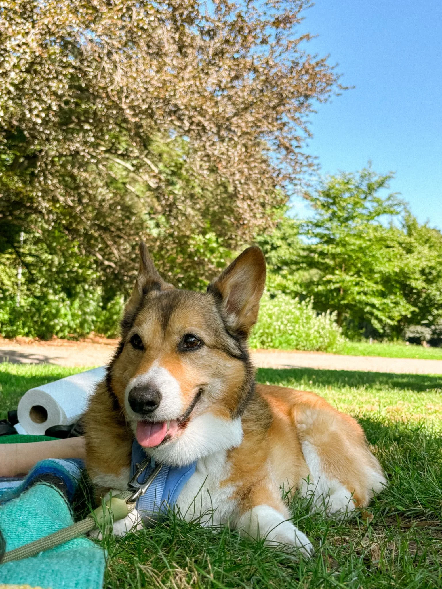 my senior doggo, Treasure