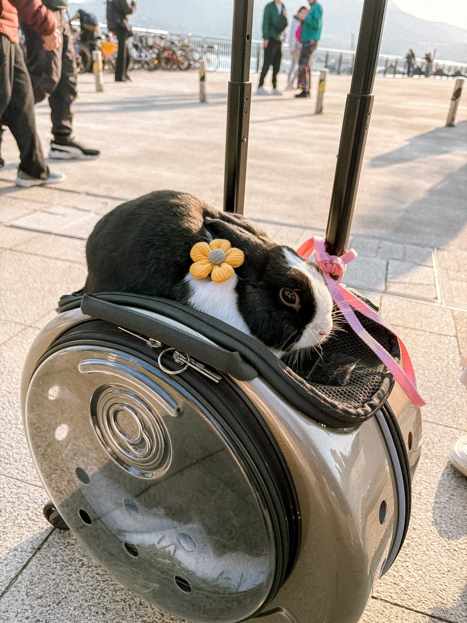 a girl's pet bunny