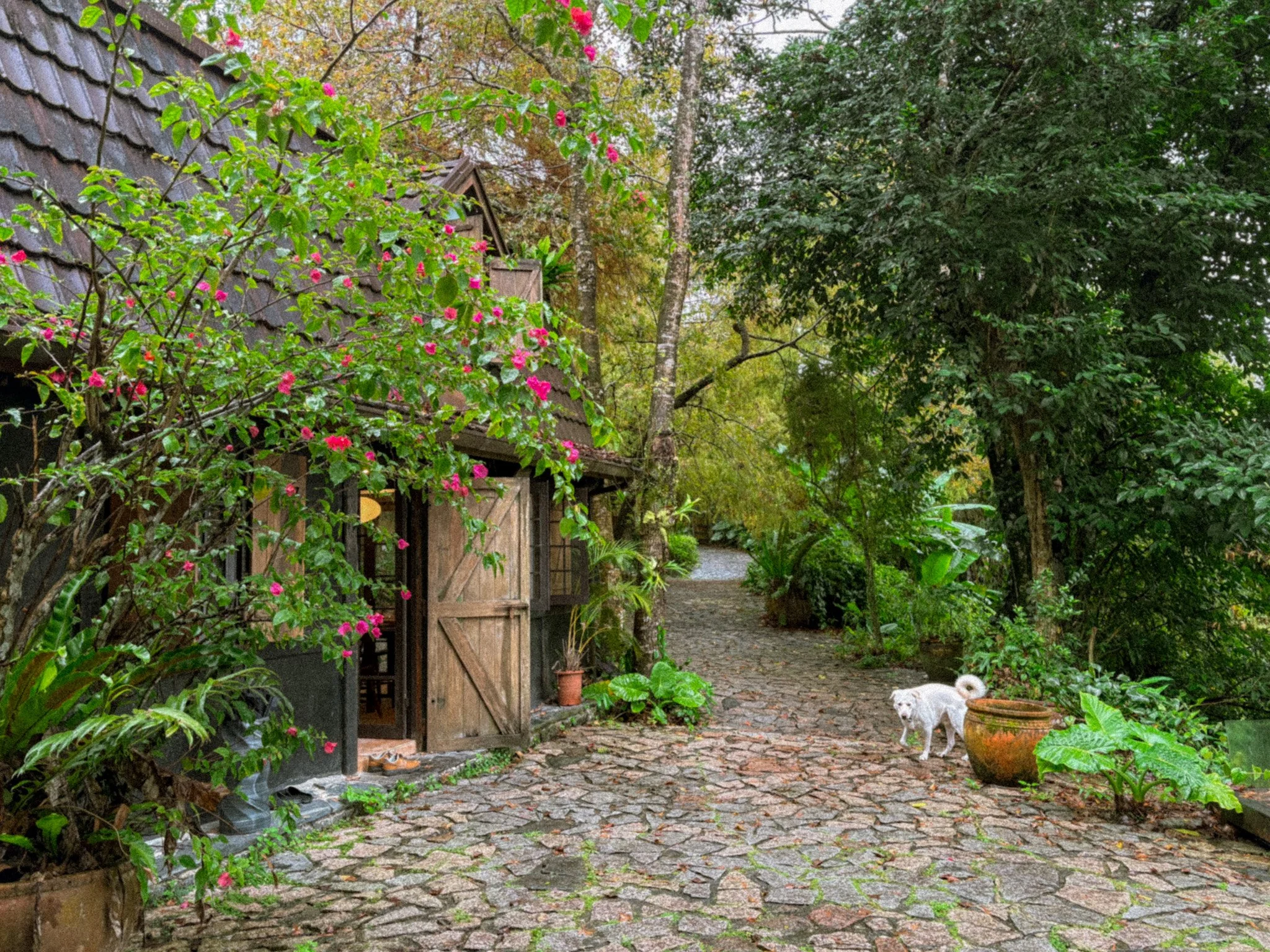 Deep Breath B&B cottage exterior in Hualien with manager Lao’s dog Xuebao walking outside