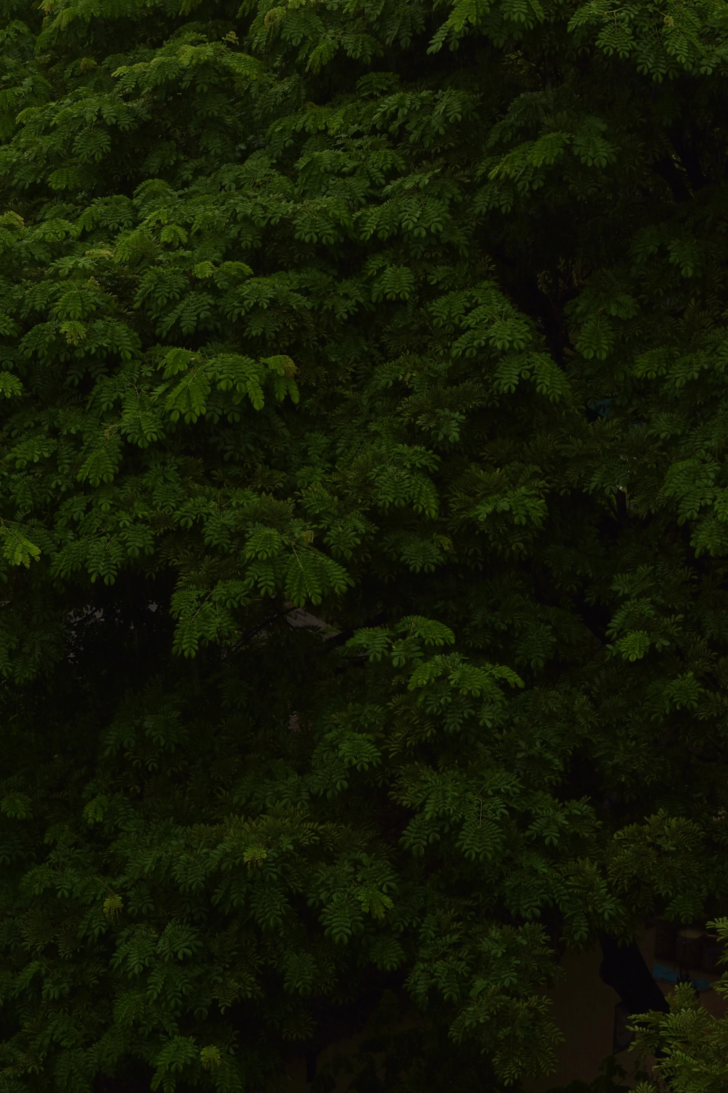 image_6487327 (1).JPG