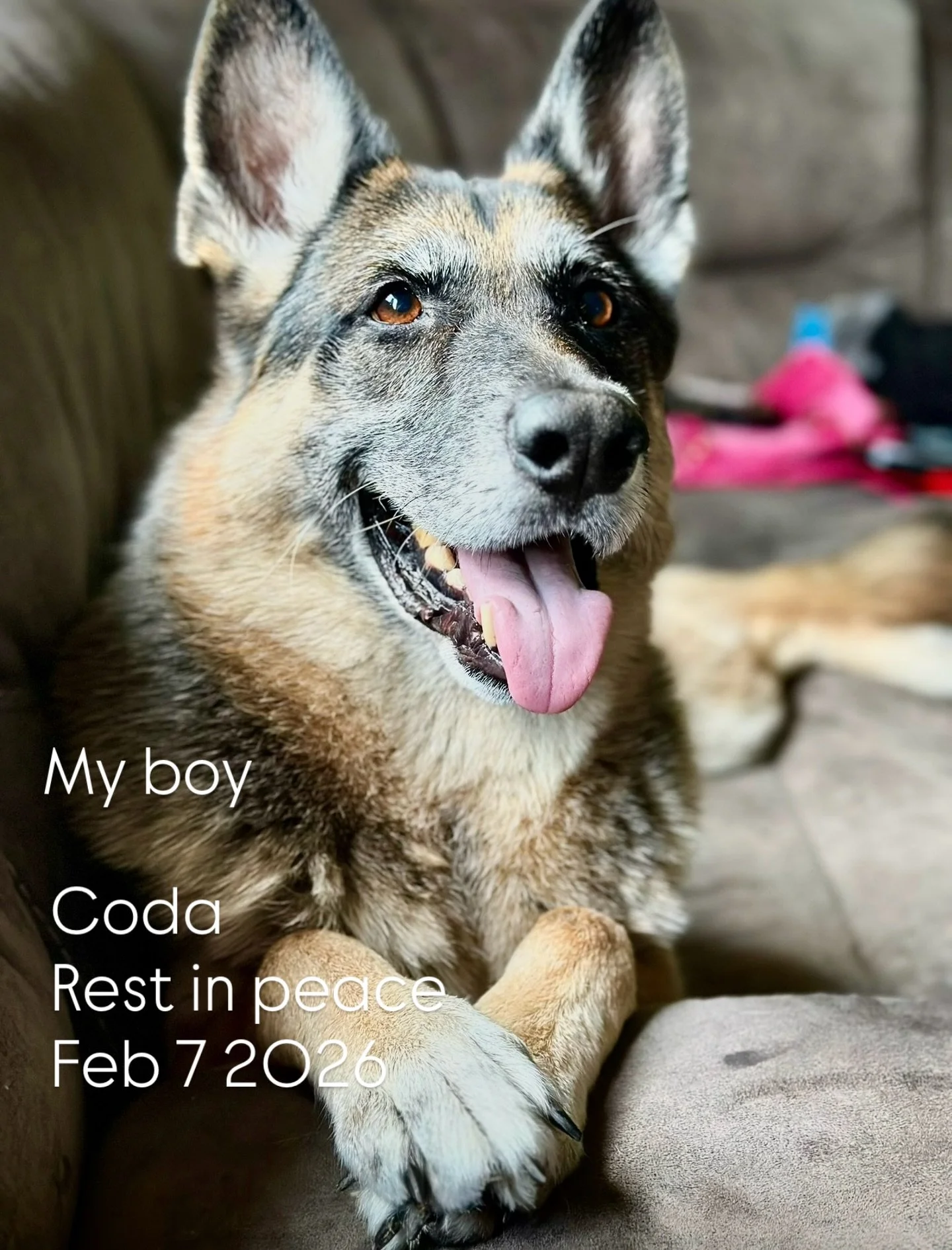 We lost our best friend today. Unexpectedly. Very high energy, playful, loyal, and always fun to be around. I know I needed him more than he needed me. Until we meet again..