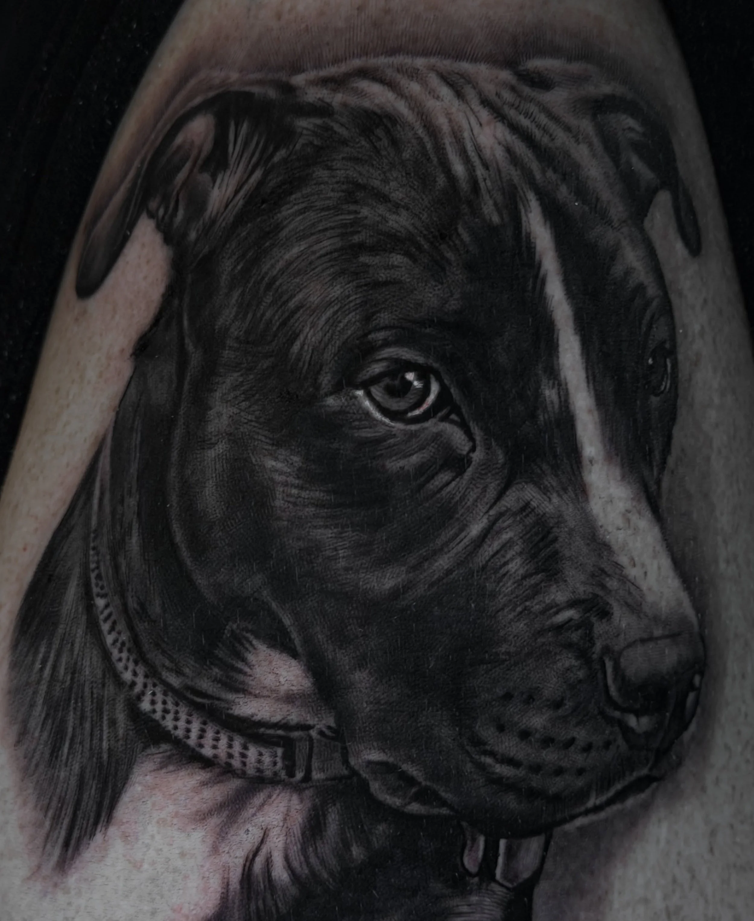 &ldquo;You think those dogs will not be in heaven! I tell you they will be there long before any of us.&rdquo;
-Robert Louis Stevenson
A portrait of Rocky for Michael and his family. Thanks for the trust.
@sacredarttattoos
@peakneedles
#dogsofinstagr