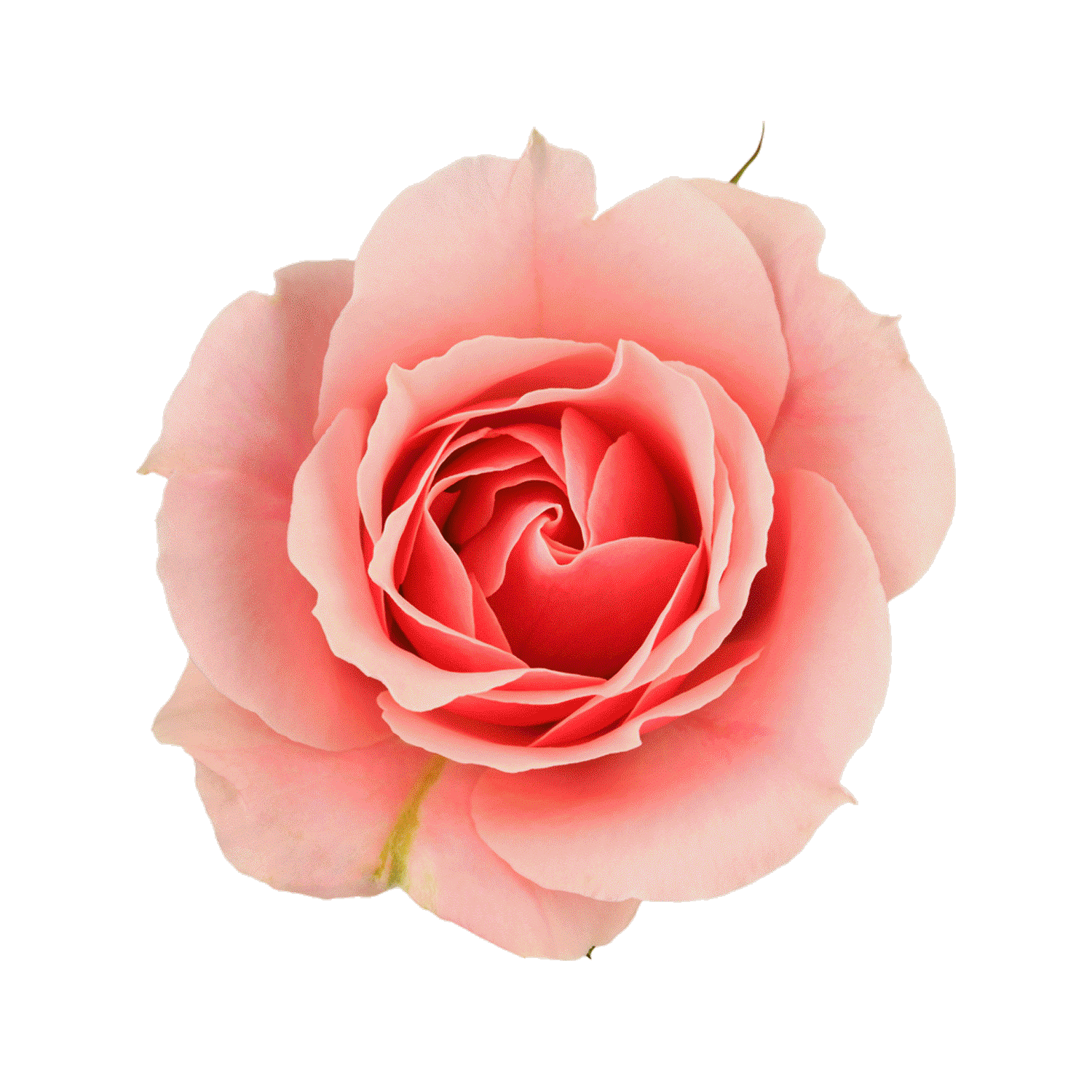 AgroSustain – Pioneering with Nature | Afondo for Post-Harvest Solutions – One for all.