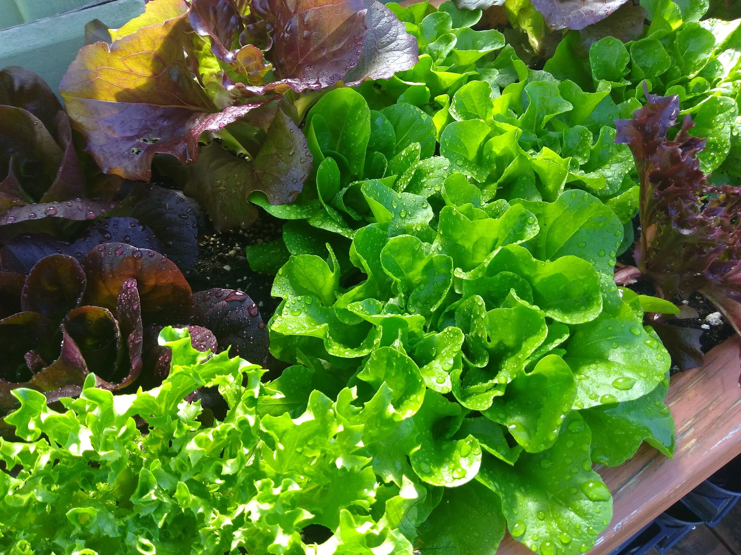 Growing Food in Small Spaces with France Benoit - April 1st, 2026