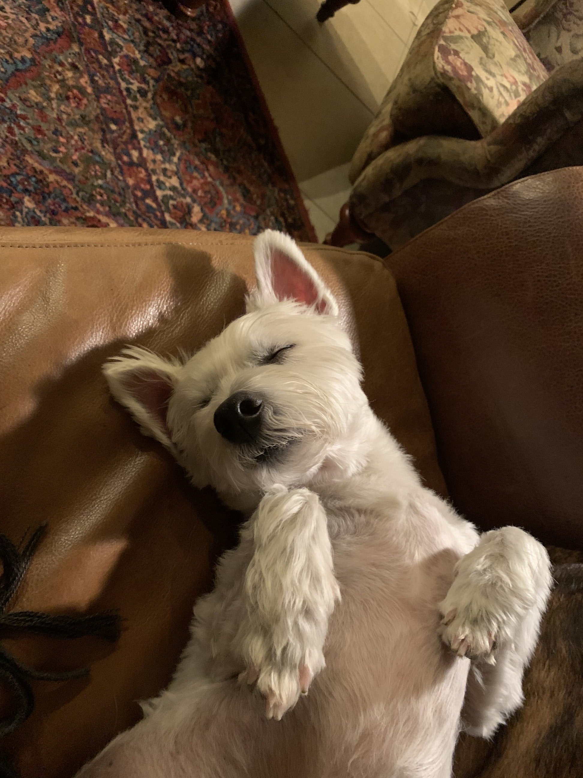 cute white dog sleeping on couch