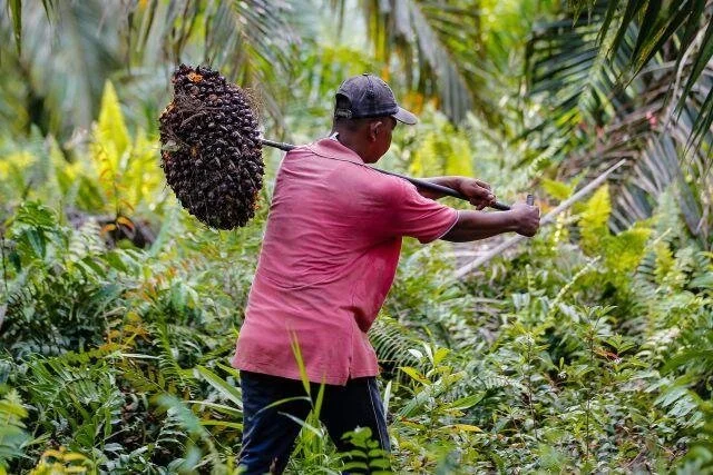 The Hidden Costs of Palm Oil