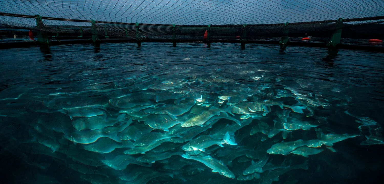Can Fish Farms End Food Insecurity?