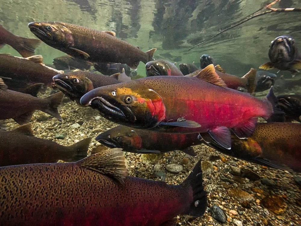 Threat of Human Intervention on Pacific Northwest’s Keystone Species: The Salmon