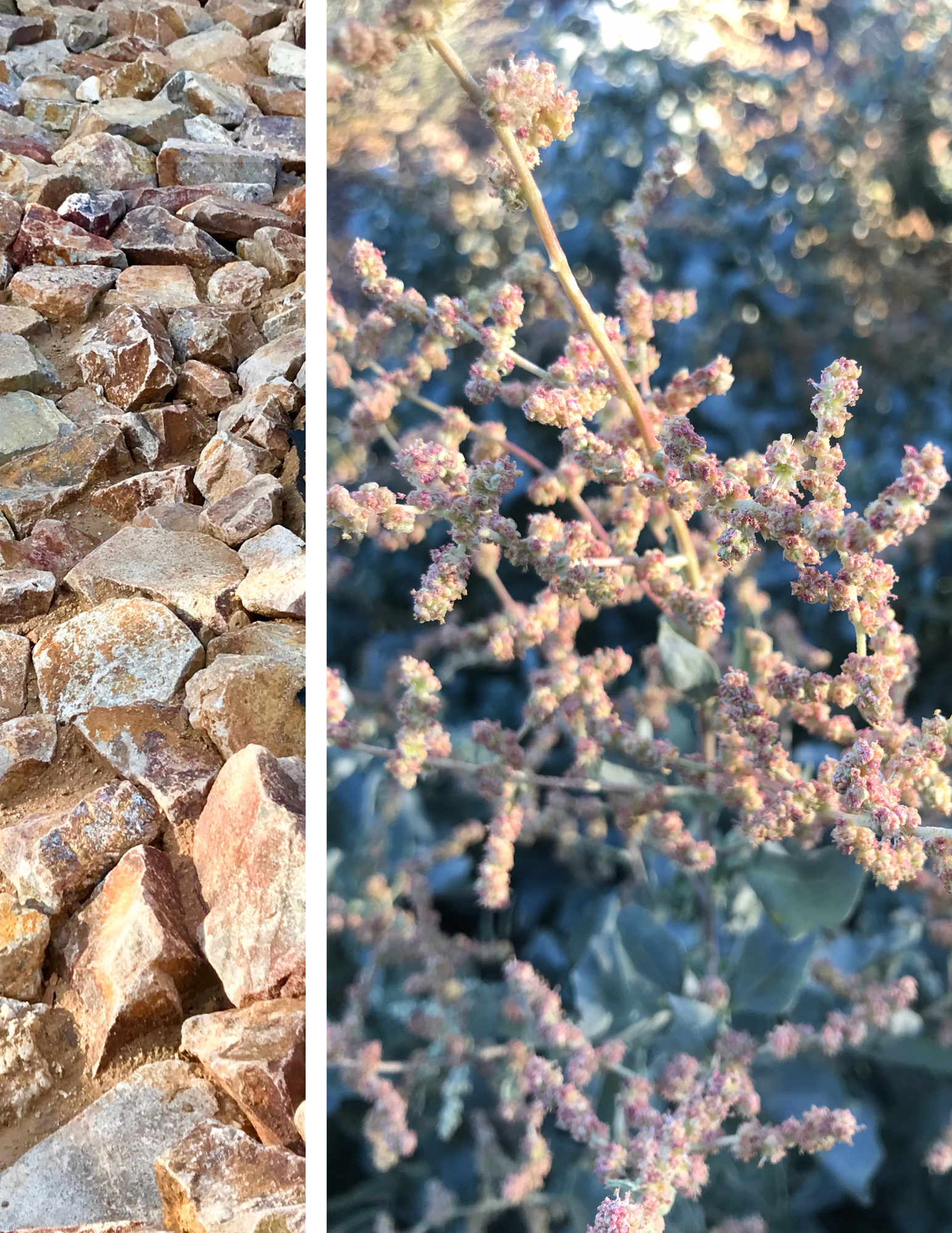 Untitled design-2.png