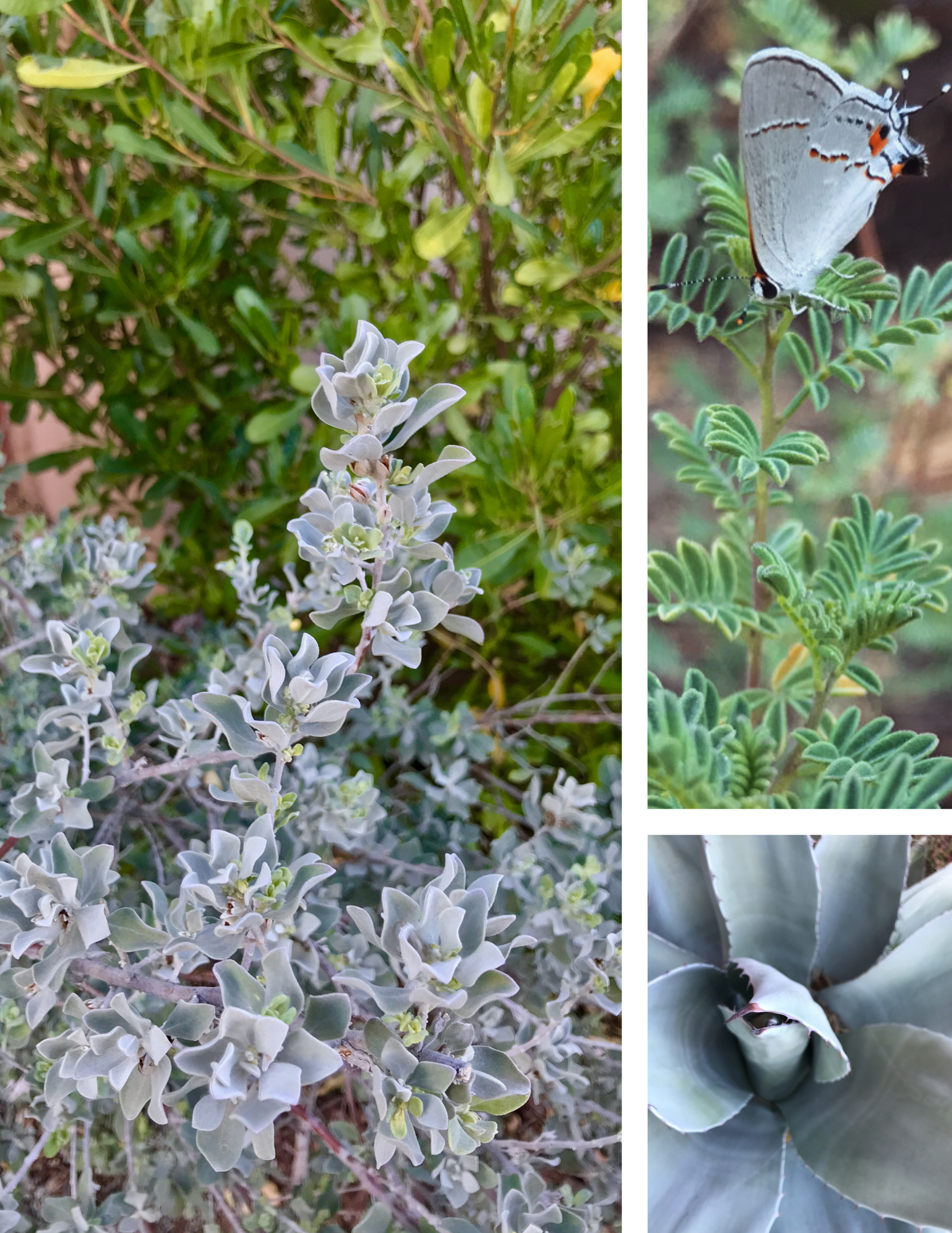 Untitled design-2.png