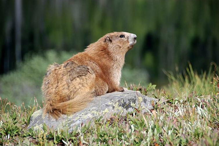 Shermans Travel Hoodsport Olympic Marmot Washington Molly Travis Getty IStock Images
