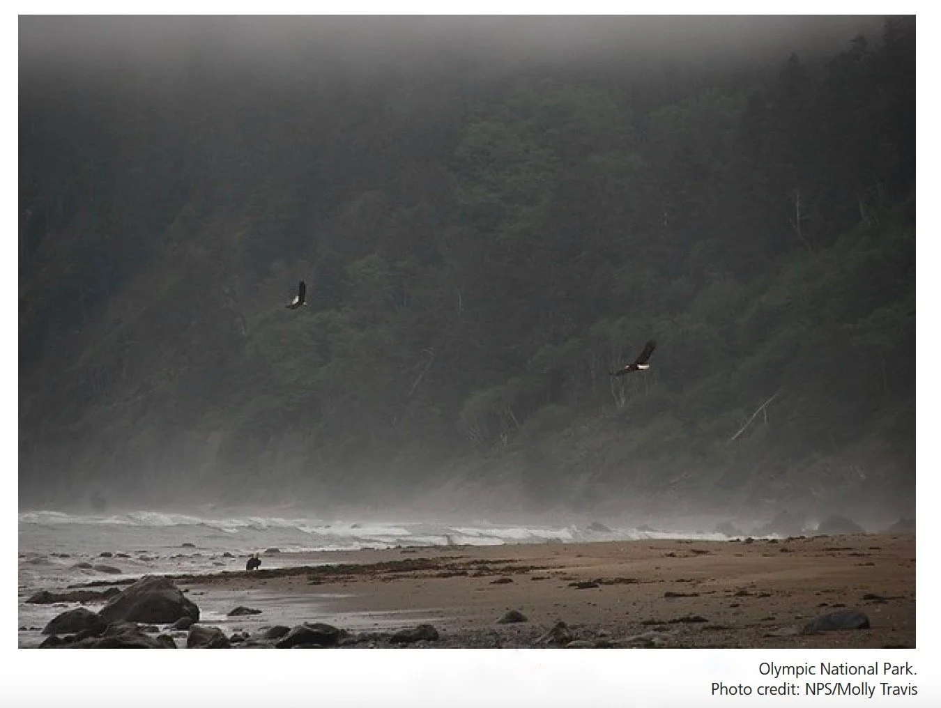 NPS Wilderness Report 2018 Molly Travis Bald Eagles Daniel J, Evans Wilderness Olympic Coast Washington
