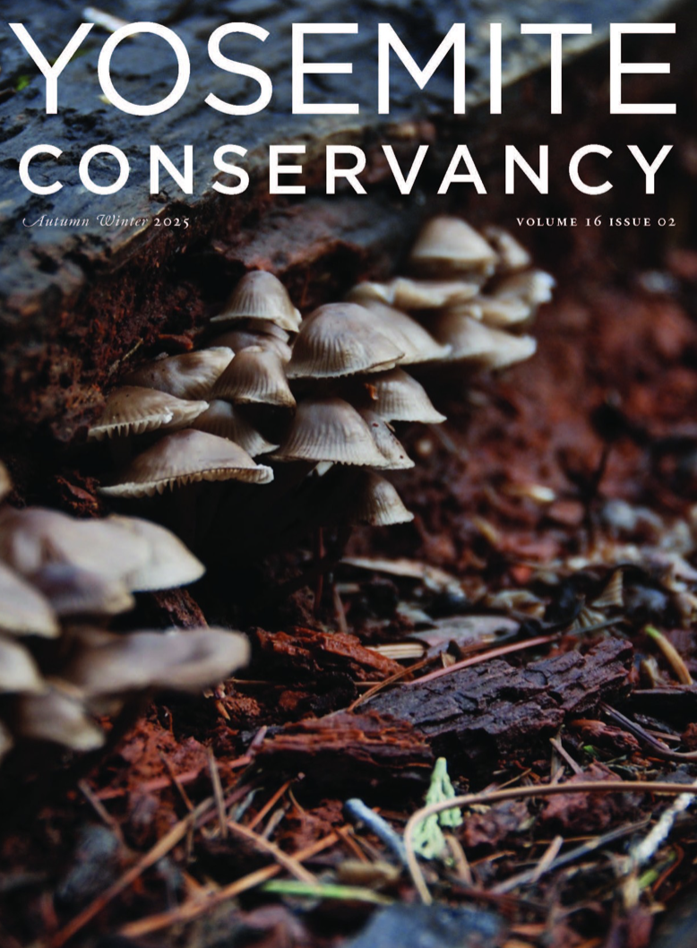 Yosemite Conservancy Cover Page Contest Autumn Winter 2025 Molly Travis Mushrooms