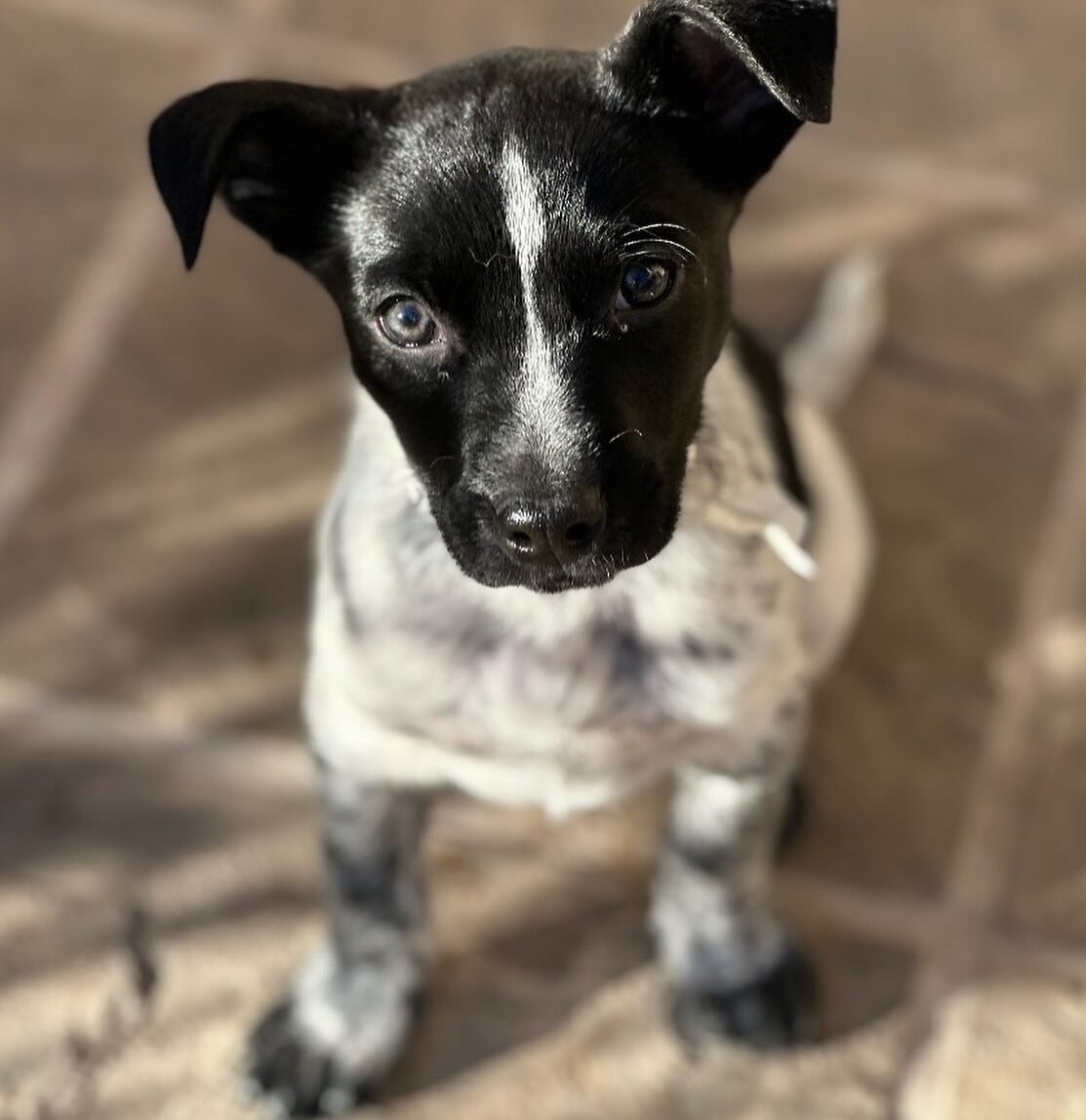 Nugget alert ‼️ Meet mama Flora&rsquo;s puppies - (listed in order)⁣
⁣
🩵 Fido (black &amp; white M ) 🖤 Felix (all black M) 💜 Fergie (brown, black, + white F) 🩶 Freddy (all black M). Swipe to the very end to see Mama Flora.⁣
⁣
These 4 Heeler/ Germ