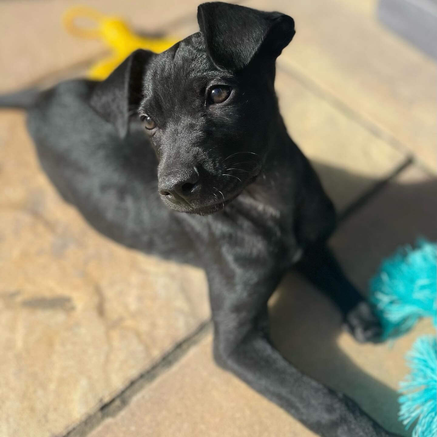Meet our extra handsome pup Felix 😍 Felix is looking for a foster or adopter. All of Felix&rsquo;s siblings have already found their furever home, now it&rsquo;s Felix&rsquo;s turn!⁣
⁣
This sweet little guy is a 10 week old terrier/cattle dog mix pu