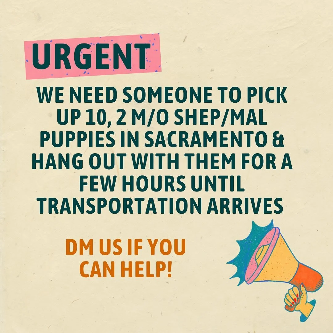 UPDATE - Help found 🙏🏼 URGENT ‼️ Can anyone in Sacramento pick up 10 2-m/o Shep/Mal puppies before 530 pm today and hold them until transportation arrives at 10 pm. Pls DM us ASAP if you can help!⁣
⁣
⁣
⁣
#urgent #helpneeded #rescuelife #ittakesavil
